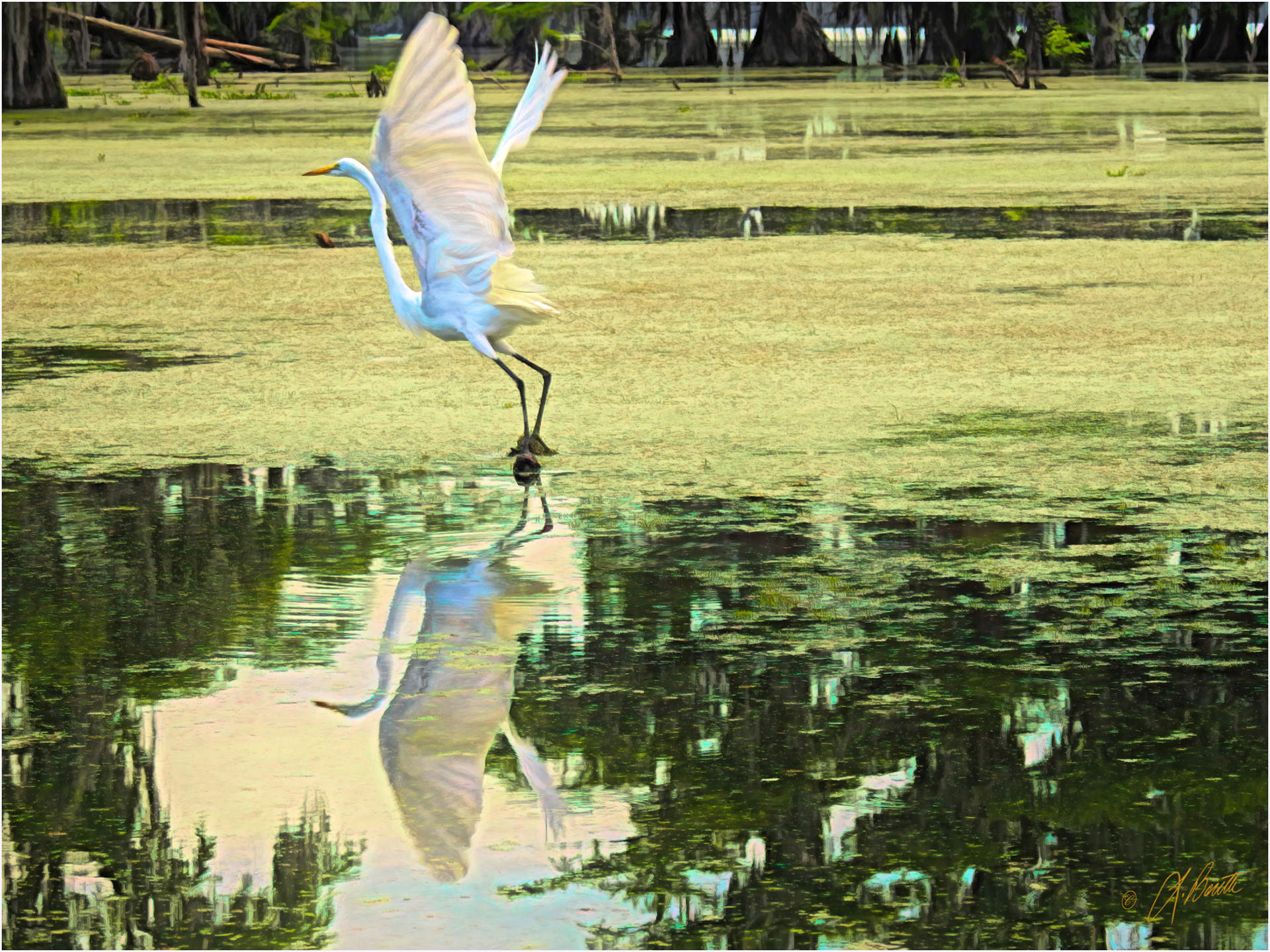 Great Egret - Angelica