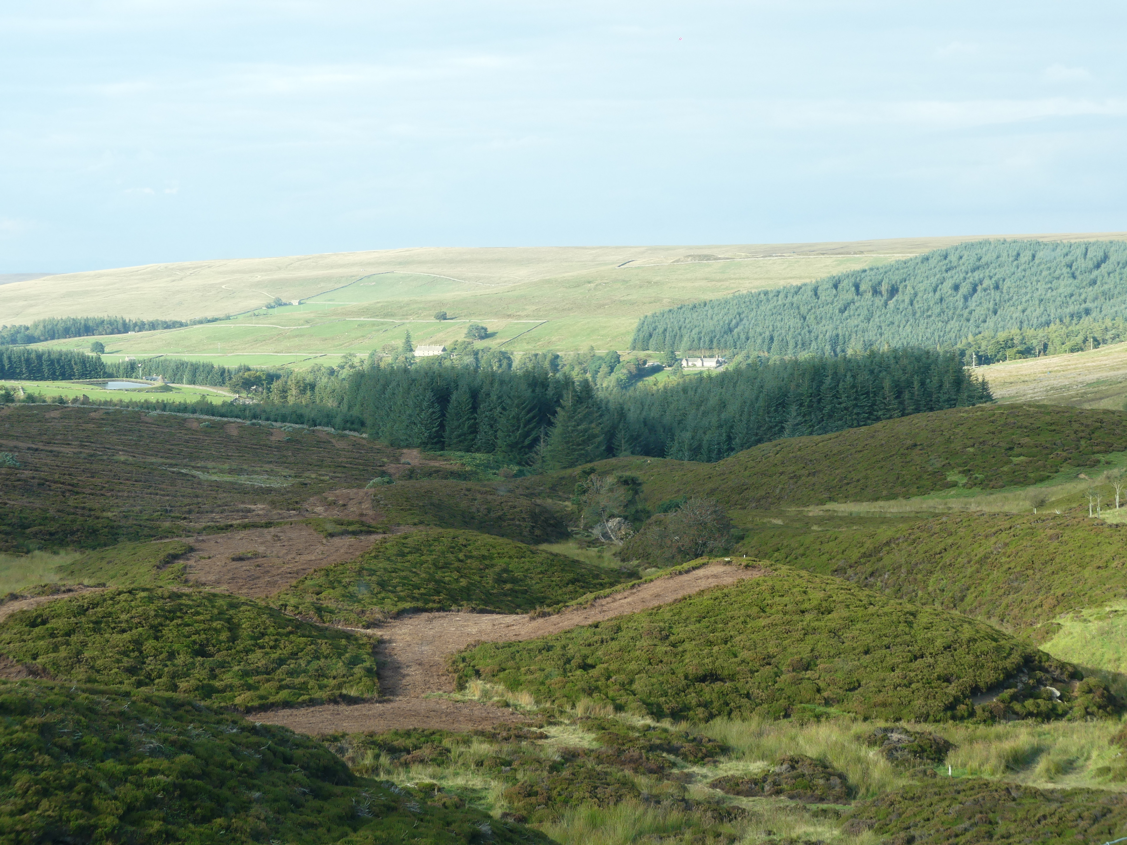 The landscape around Allenheads is carved with clearings in the abundant Heather bushes, for the purpose of breeding and hunting grouse.