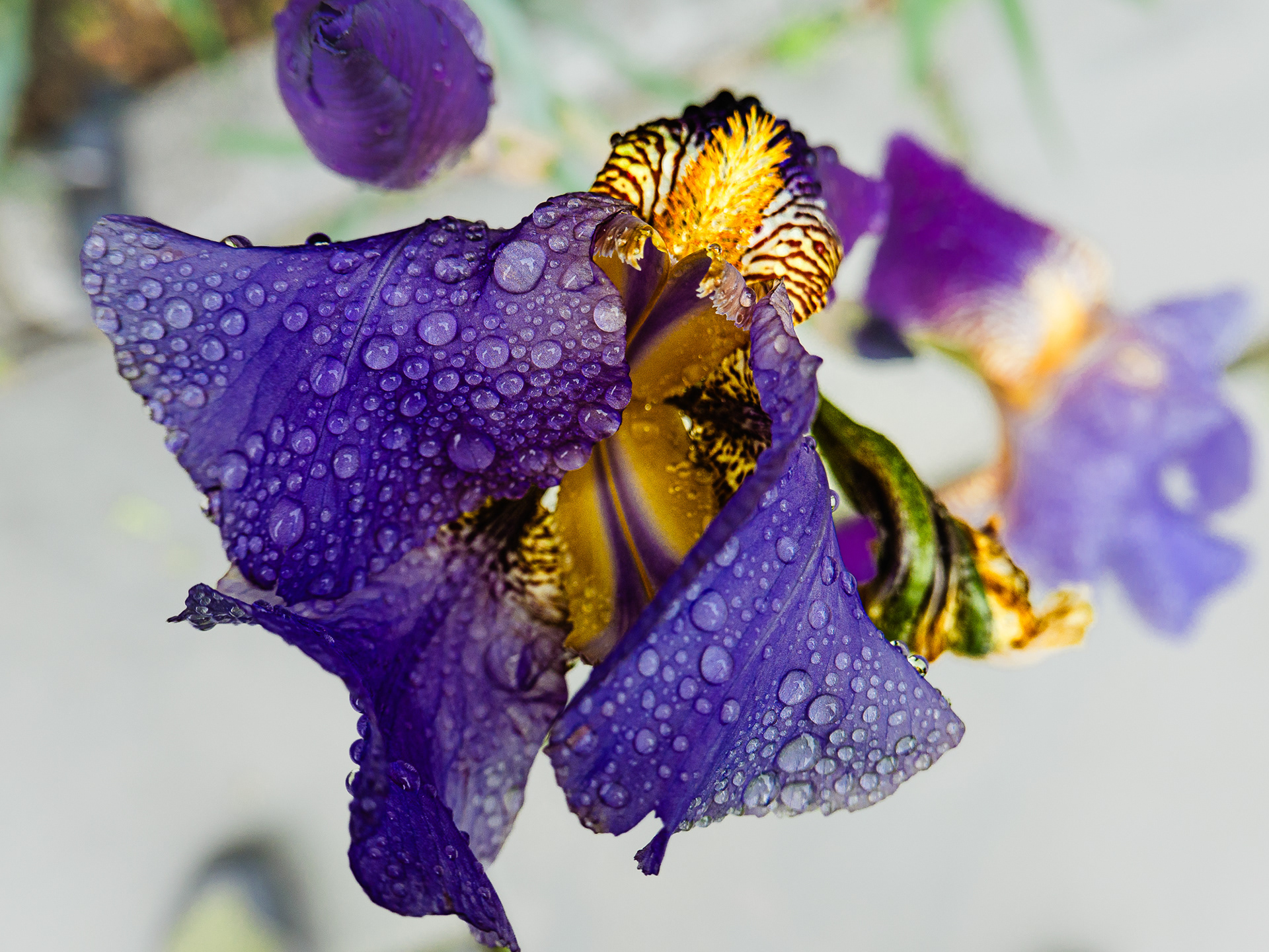 Morning dew