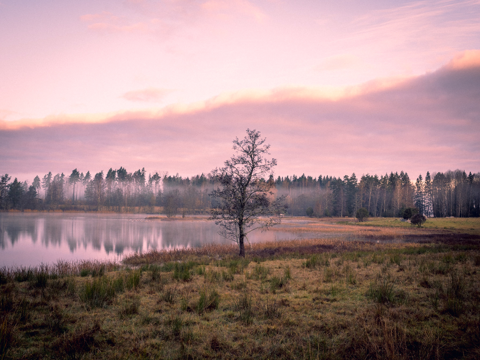 A tranquil lakeside scene at dusk, with a solitary tree reflecting in the calm water, surrounded by a dense forest under a partly cloudy sky.