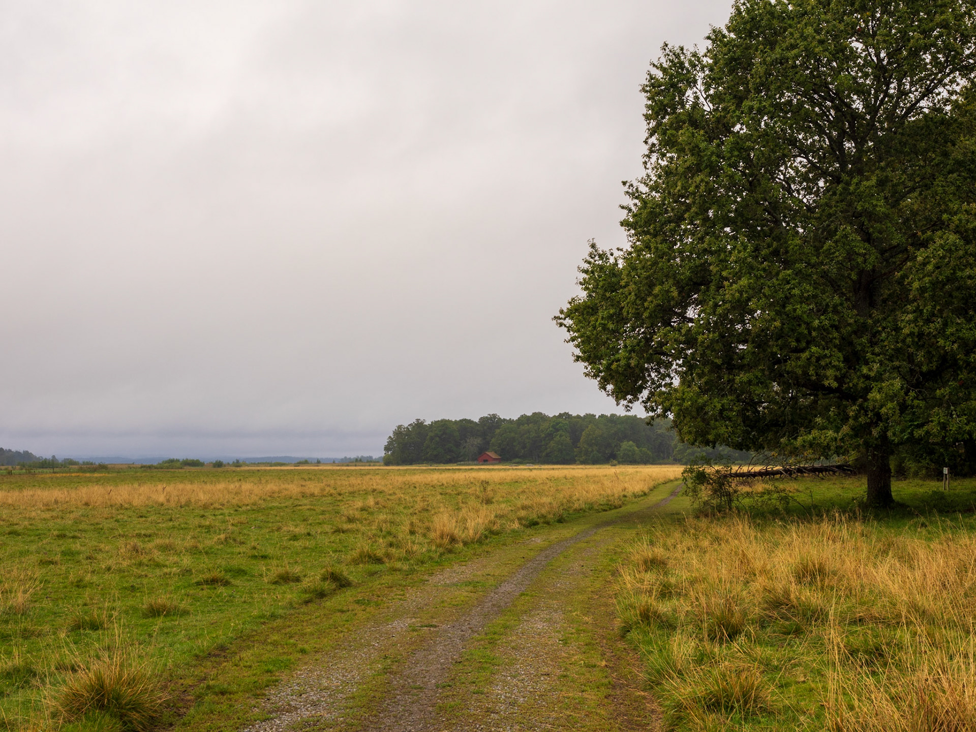 A solitary dirt path winds through a vast, grassy field under an overcast sky, with a large tree standing prominently on the right side of the image.