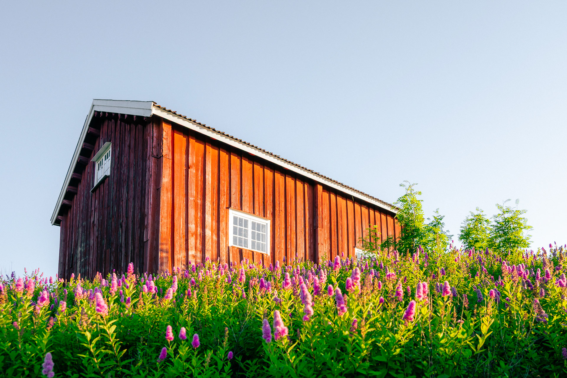 A picturesque red barn stands tall amidst a field of vibrant purple flowers under a clear blue sky.