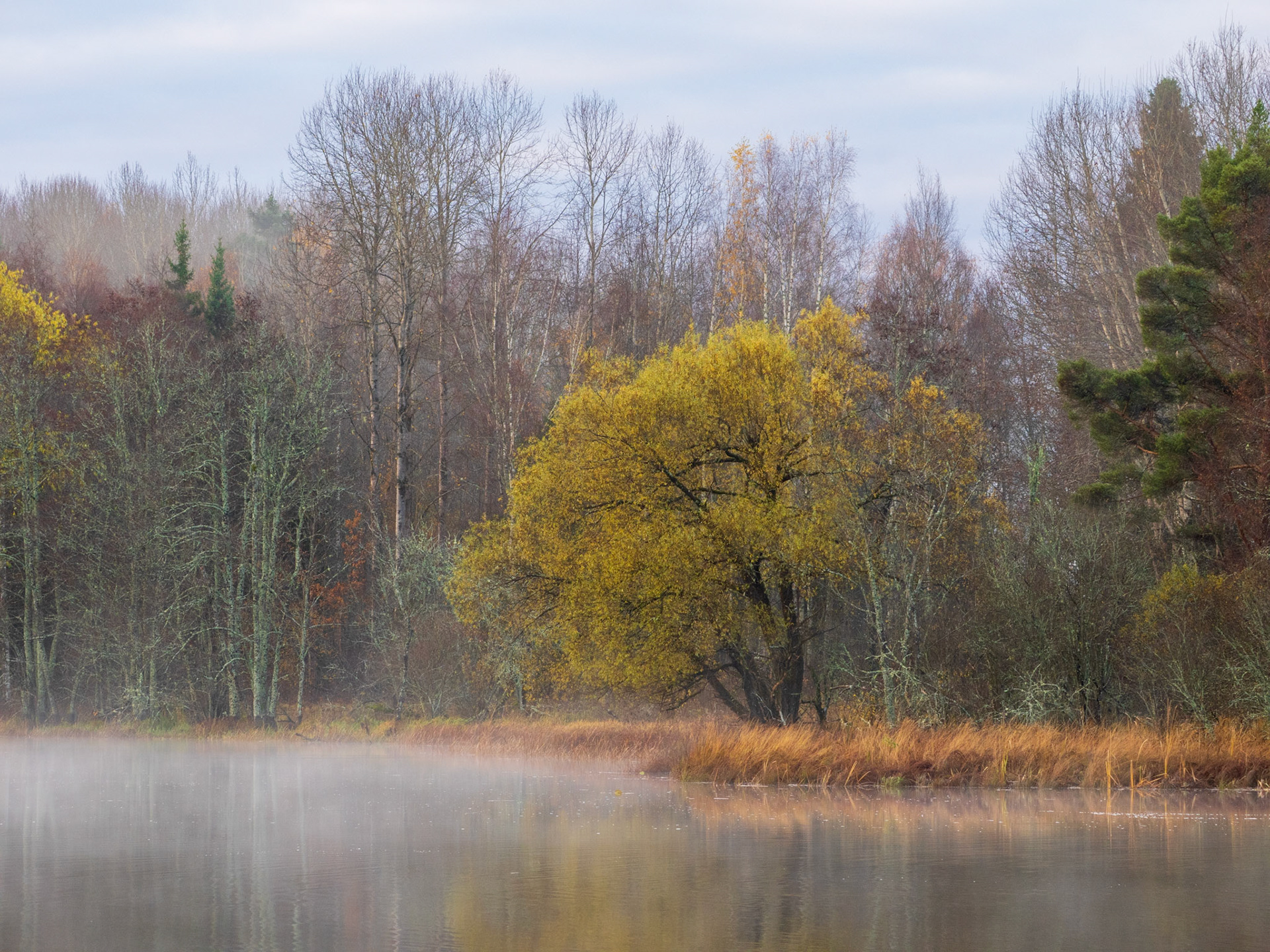 A serene autumn morning in a misty forest, with a solitary tree reflecting in a calm lake.