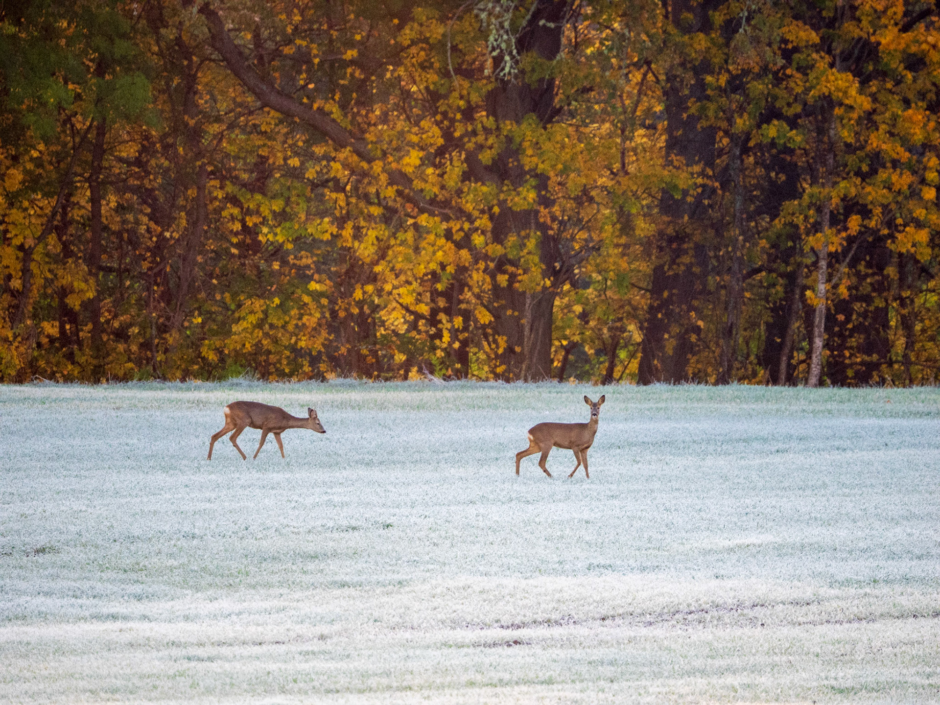 Two deer traverse a snow-covered field in autumn, with vibrant foliage and tall trees in the background.