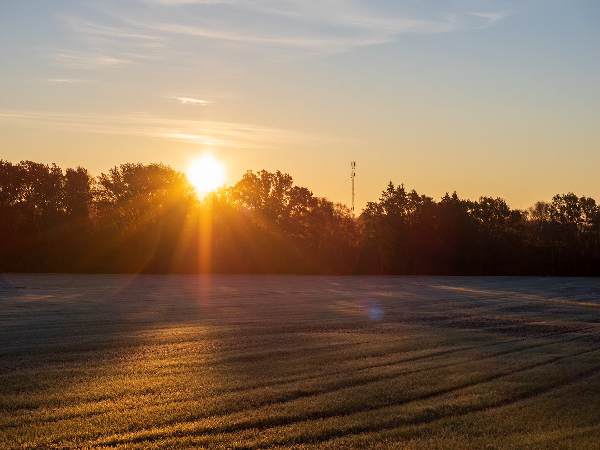 A tranquil sunrise over a vast, dew-kissed field surrounded by dense trees, casting a golden glow across the landscape.