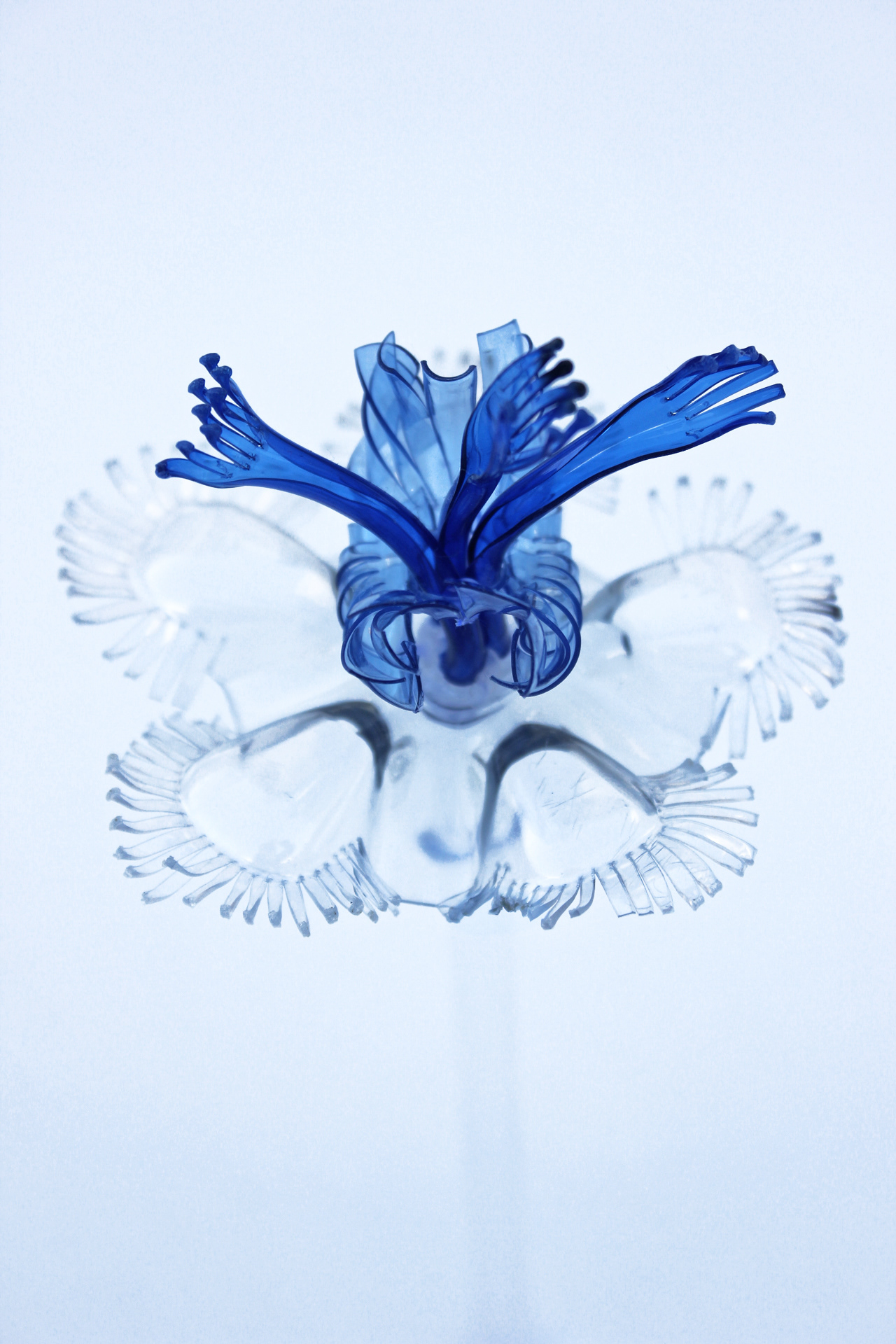 Cassiopea the Upside-Down Jellyfish, 2022