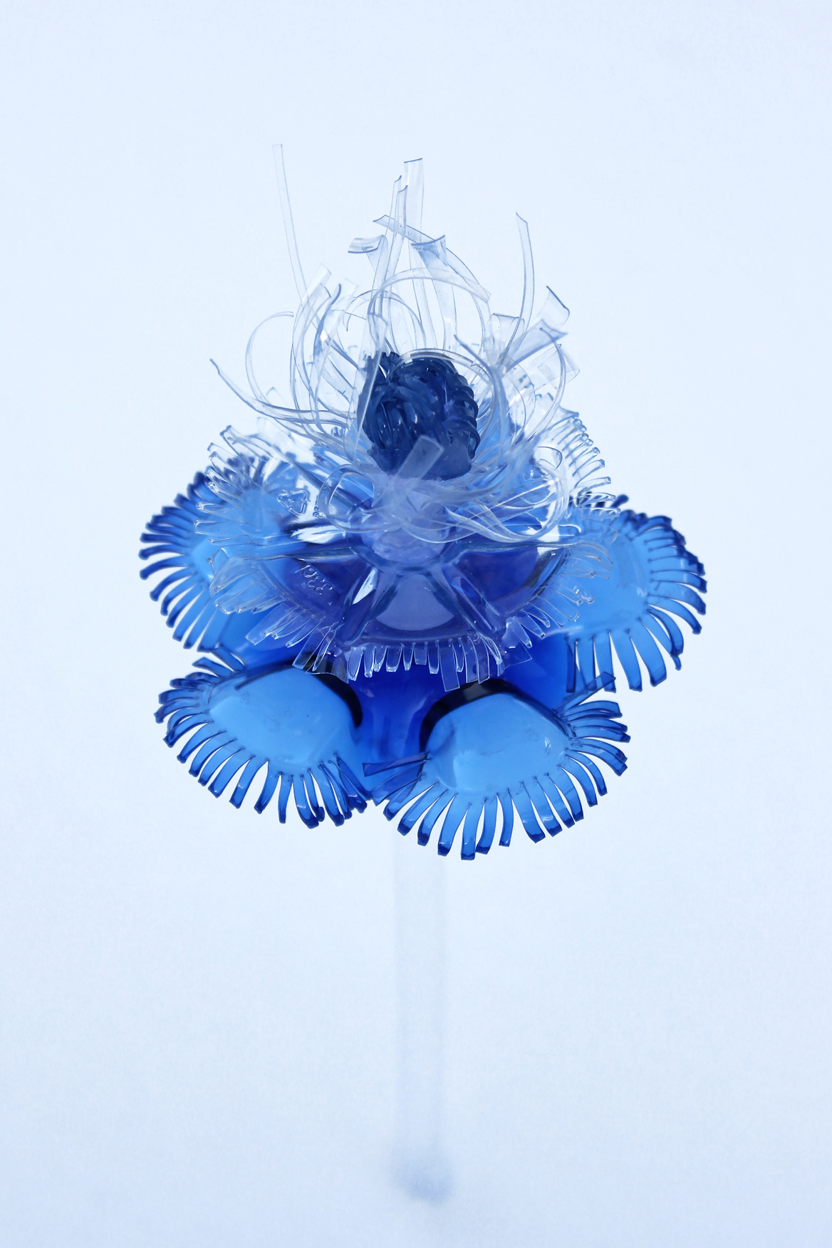 Blue Farfalle, 2022