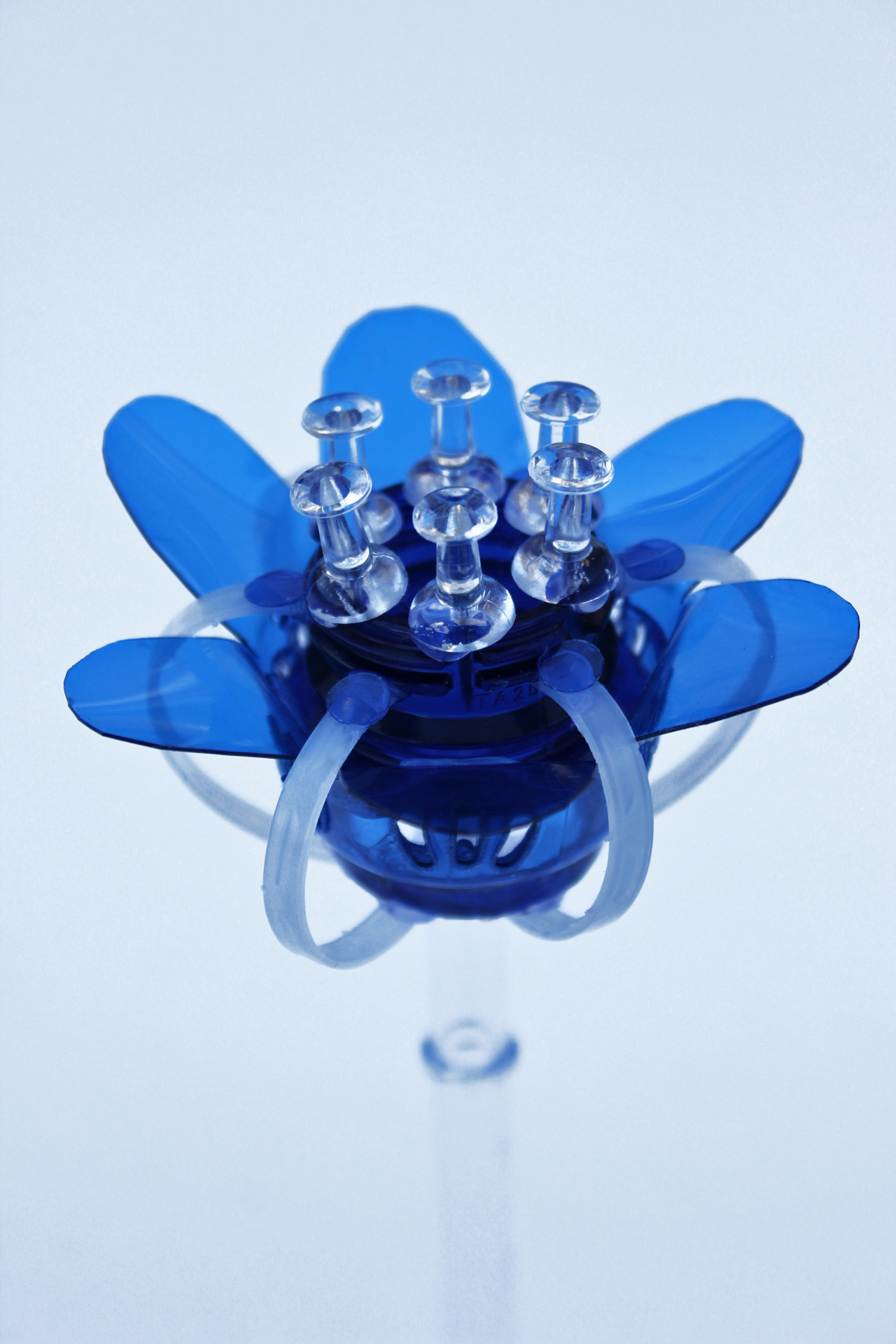 Blue Daffodil, 2022