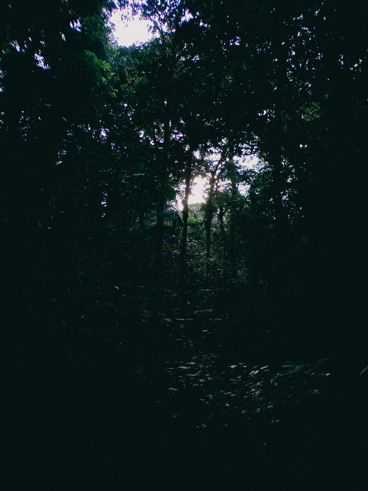Untitled, Monteverde, Costa Rica, 2022