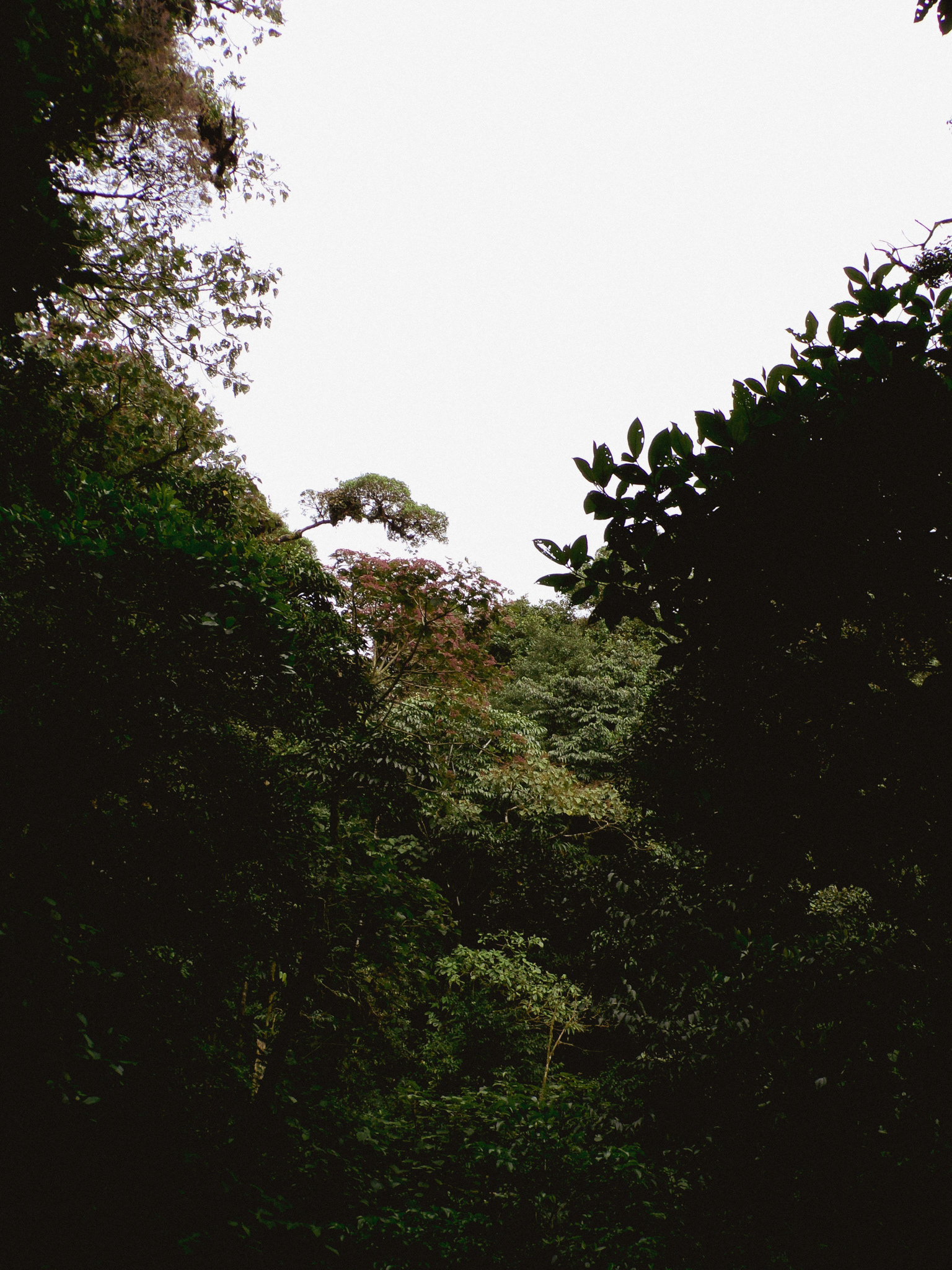Untitled, Monteverde, Costa Rica, 2022