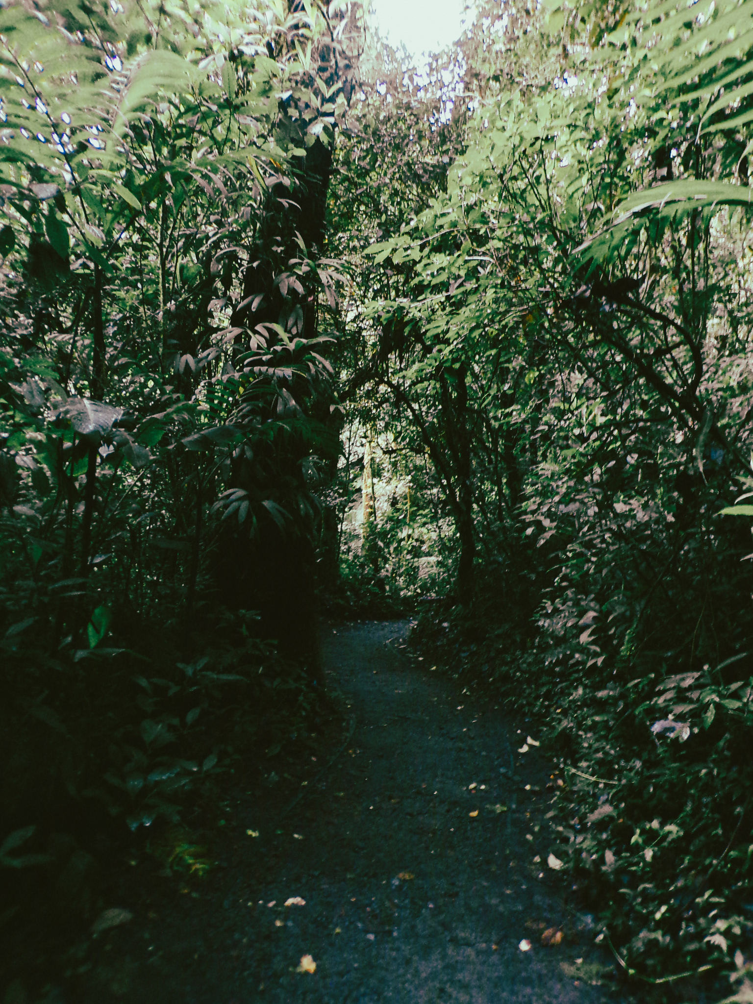 Untitled, Monteverde, Costa Rica, 2022