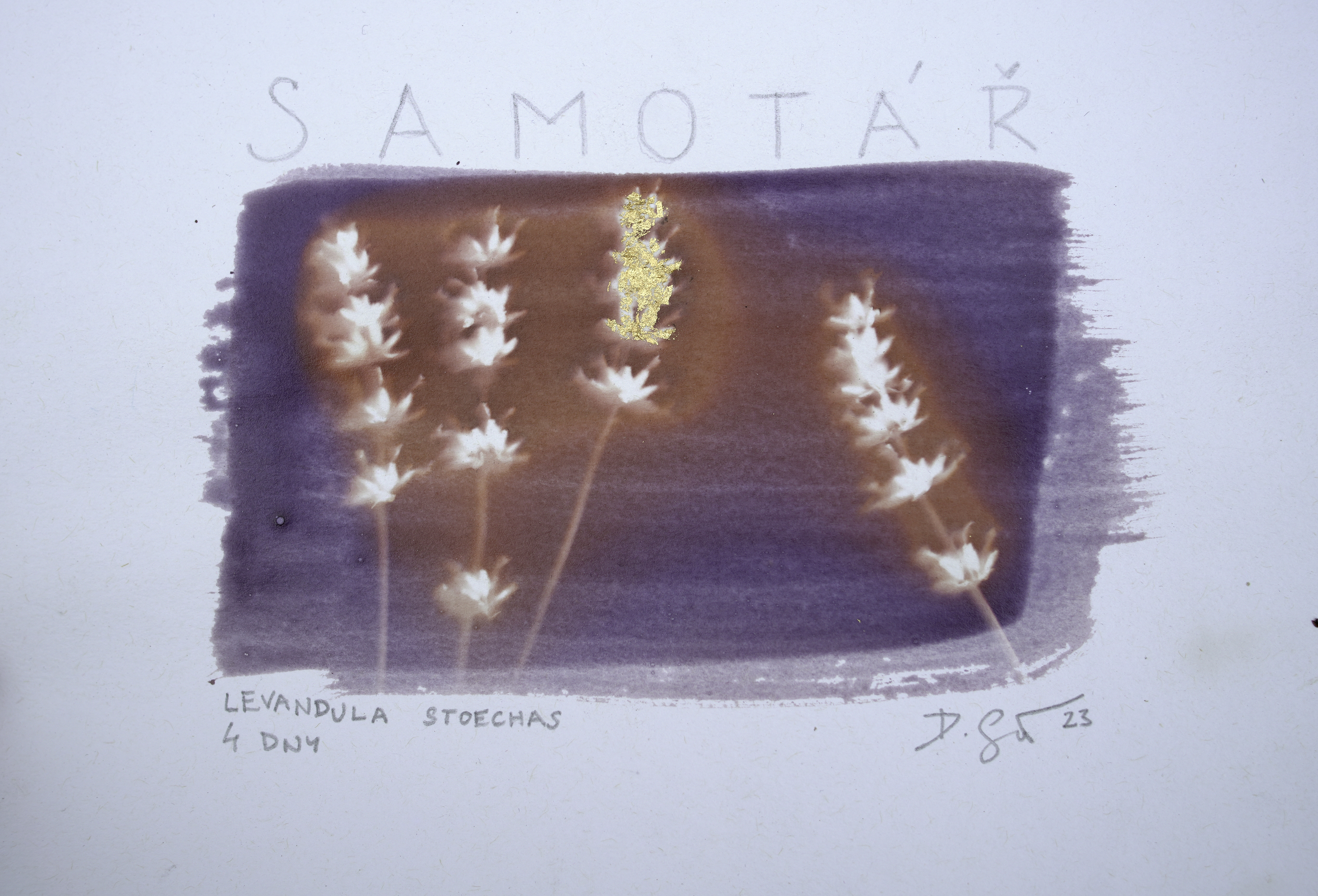 Samotář