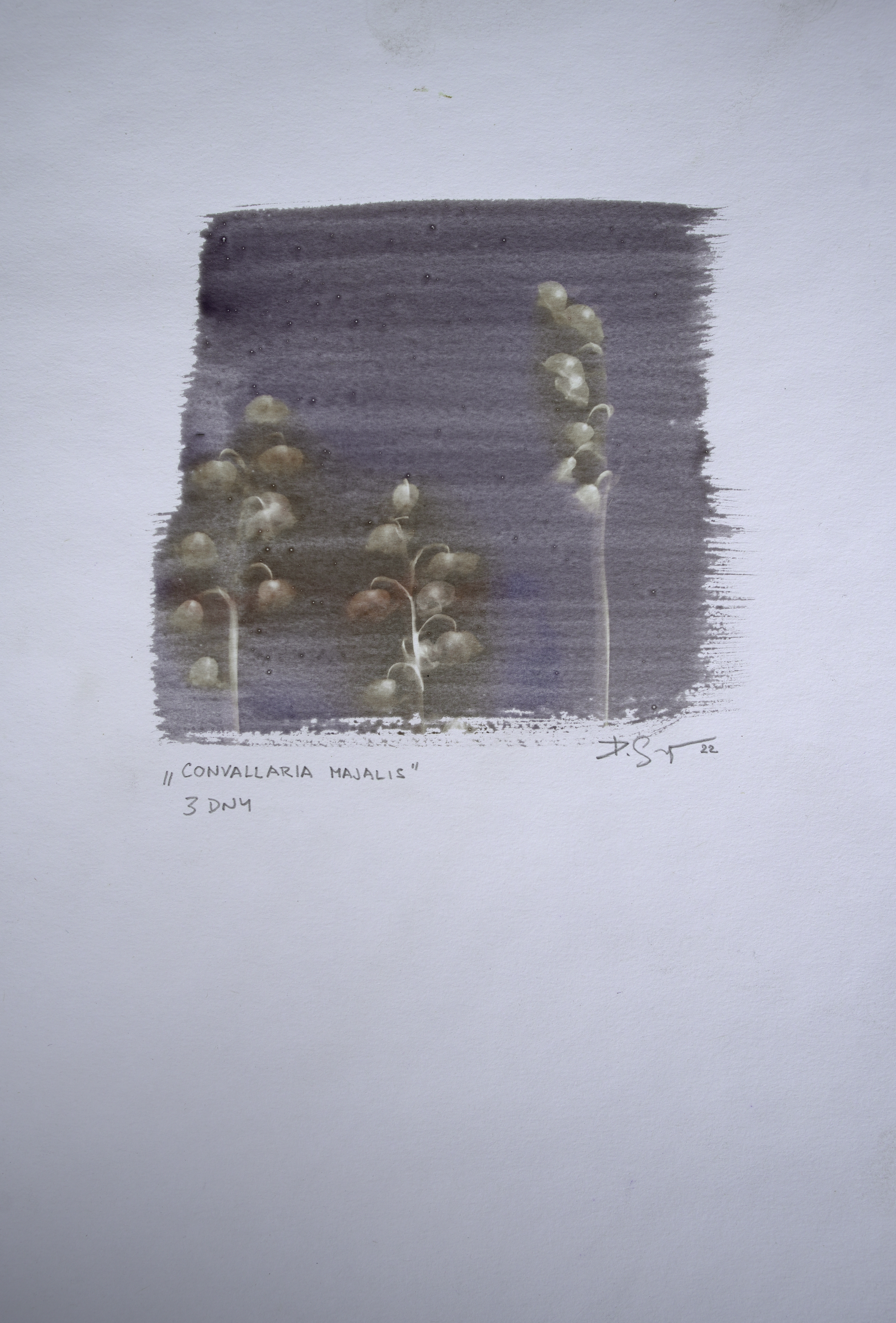 Convallaria majalis