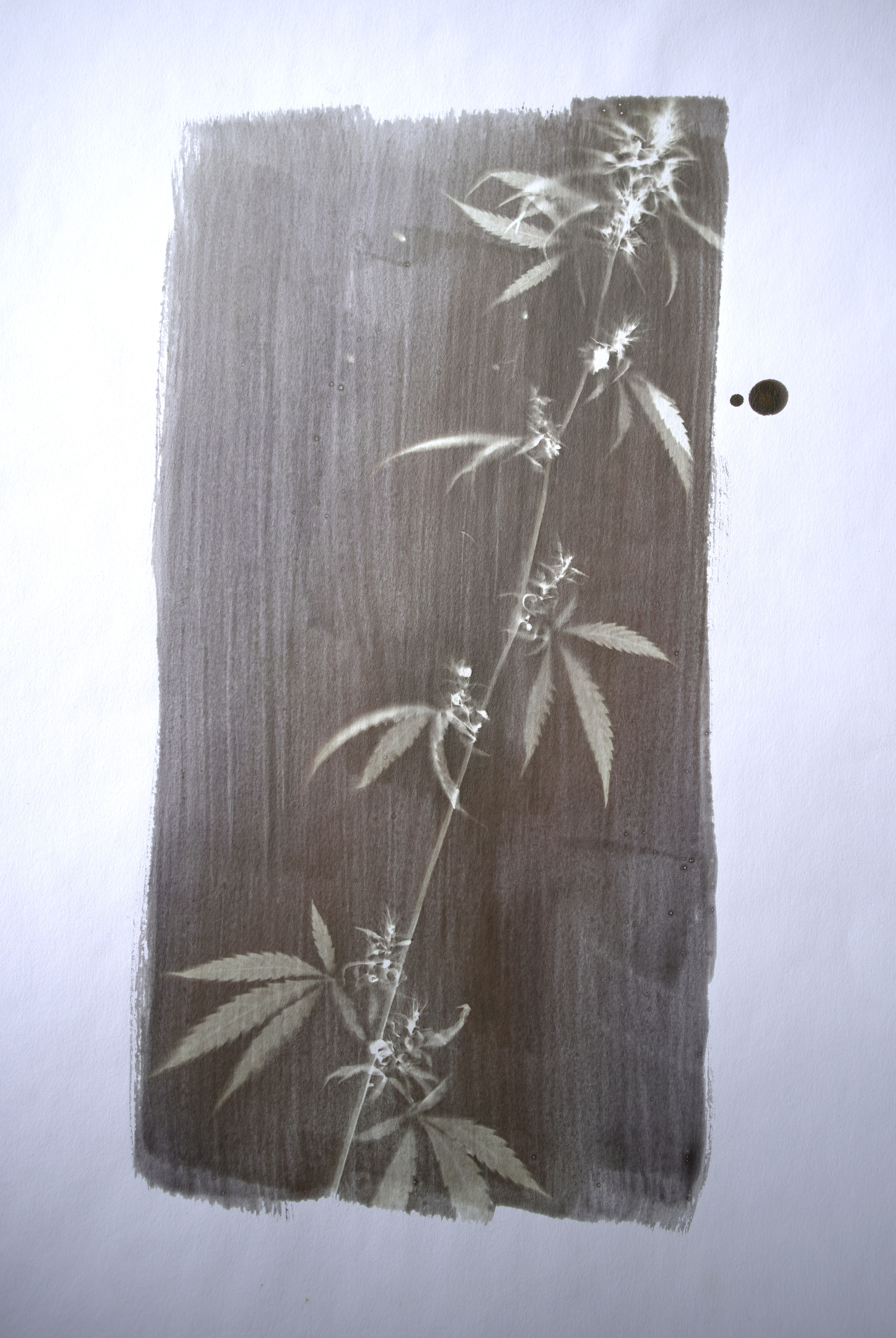 Marihuana