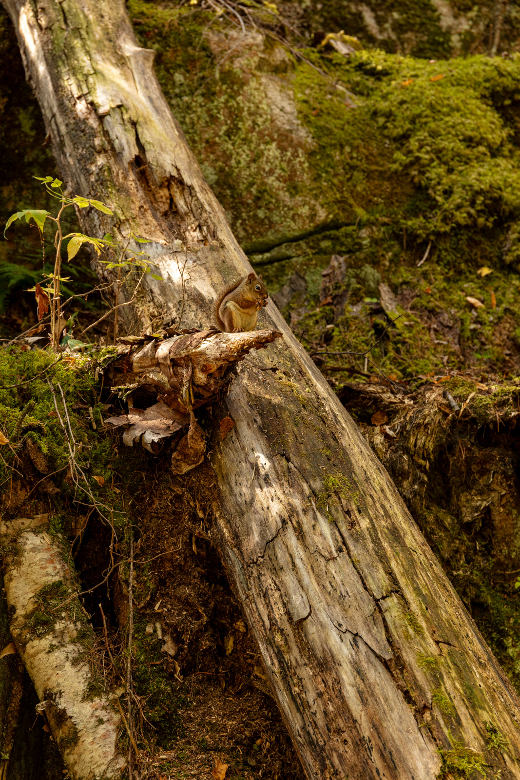Agawa Rock Pictographs