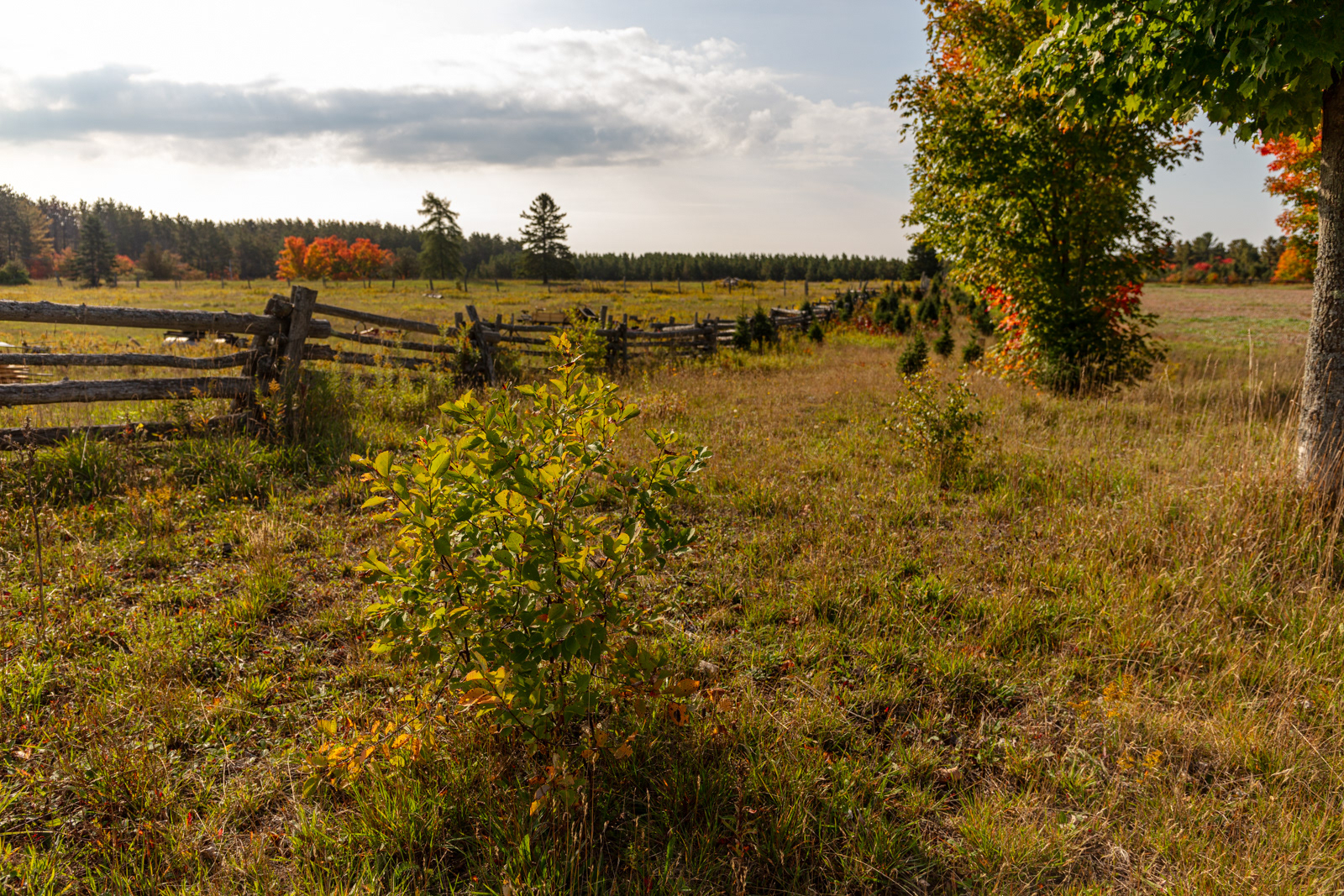 Mockingbird Hill Farm