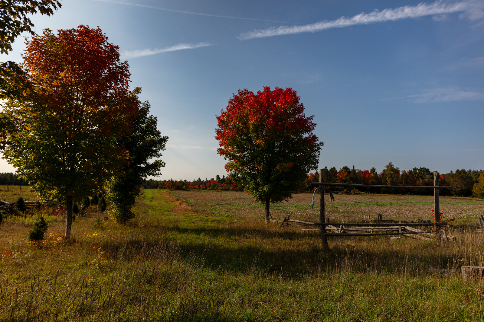 Mockingbird Hill Farm