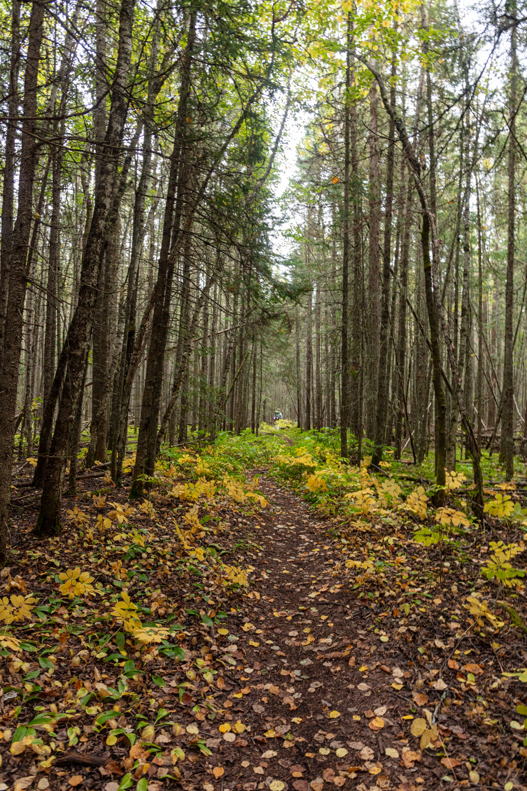 Pukaskwa National Park  •  Hook Falls via Hattie Cove