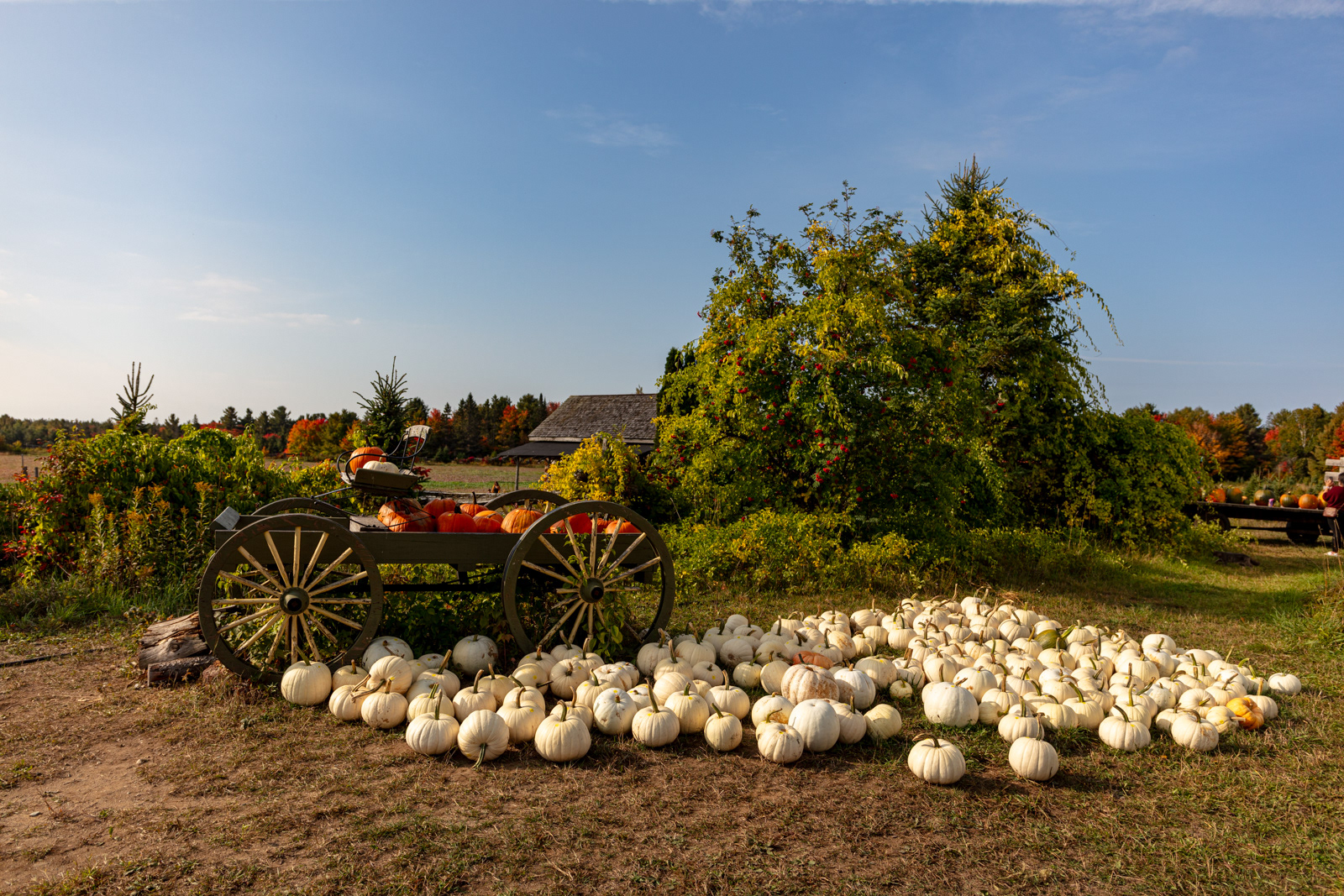 Mockingbird Hill Farm