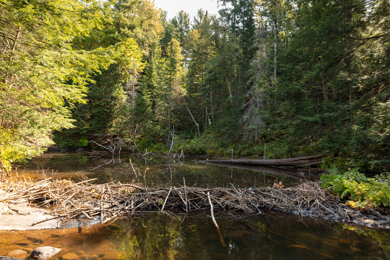 Harris Lake Picnic Area