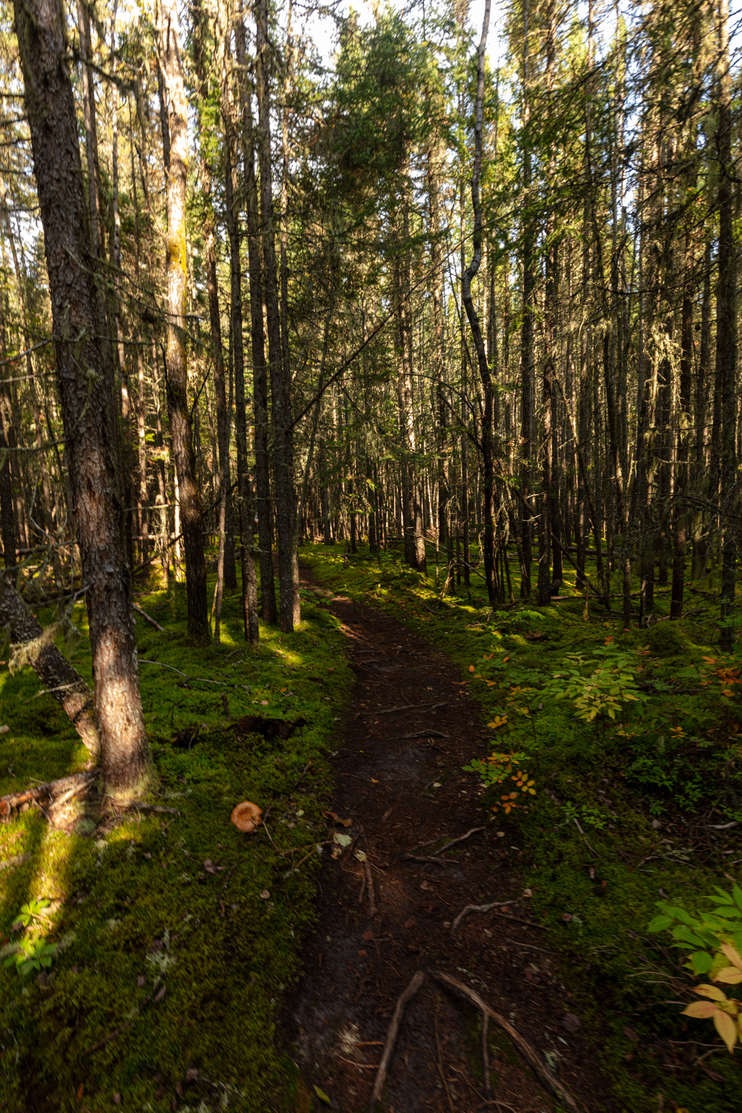 Pukaskwa National Park  •  Hook Falls via Hattie Cove