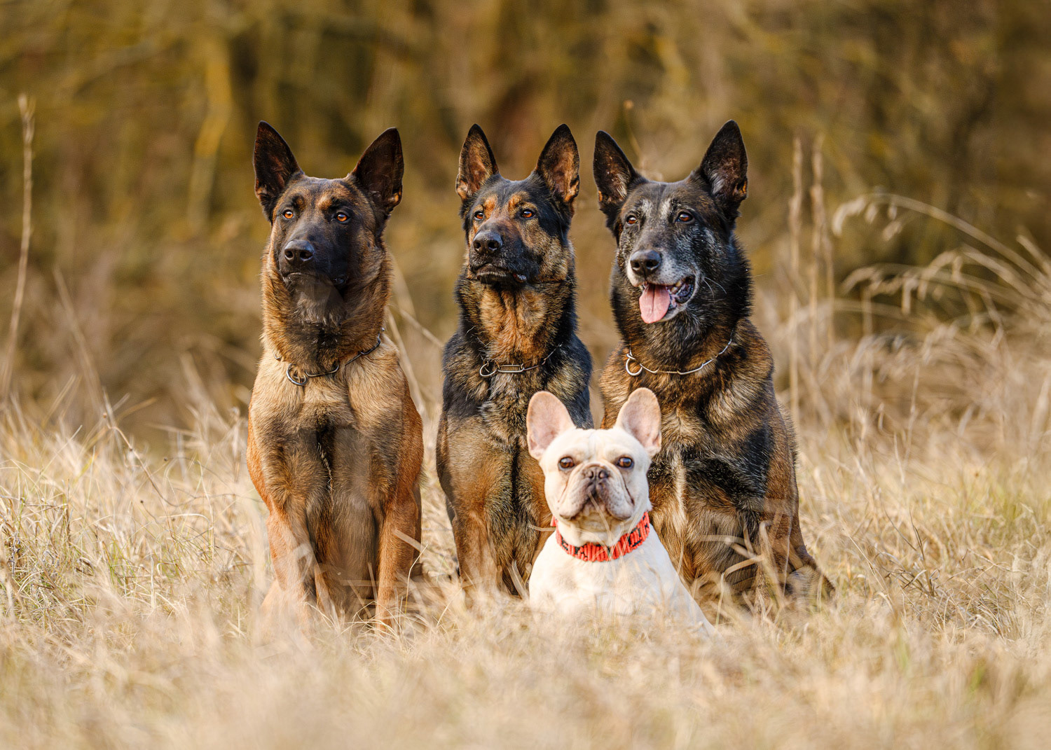 Dog photography by László Zsigmond /PHOTOZSIGMOND.art