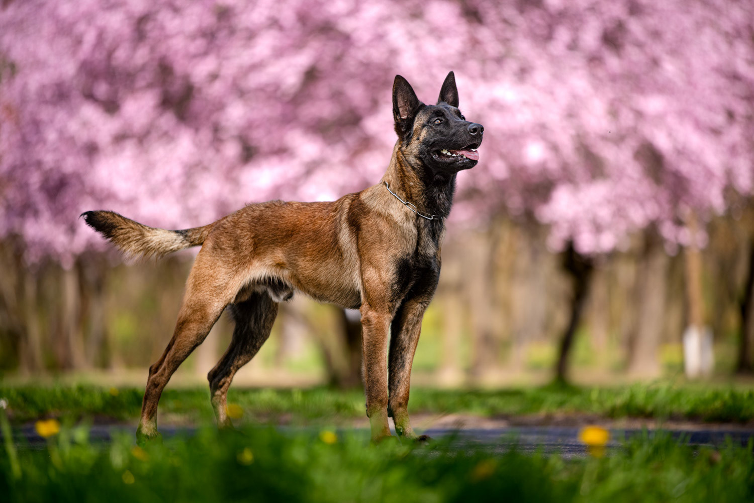 Dog photography by László Zsigmond /PHOTOZSIGMOND.art