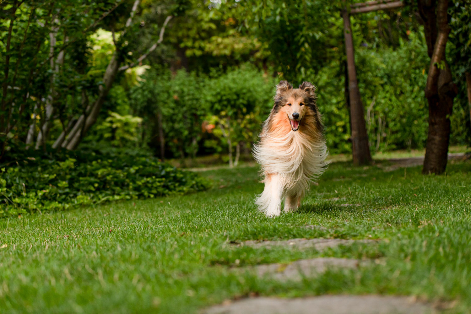 Dog photography by László Zsigmond /PHOTOZSIGMOND.art