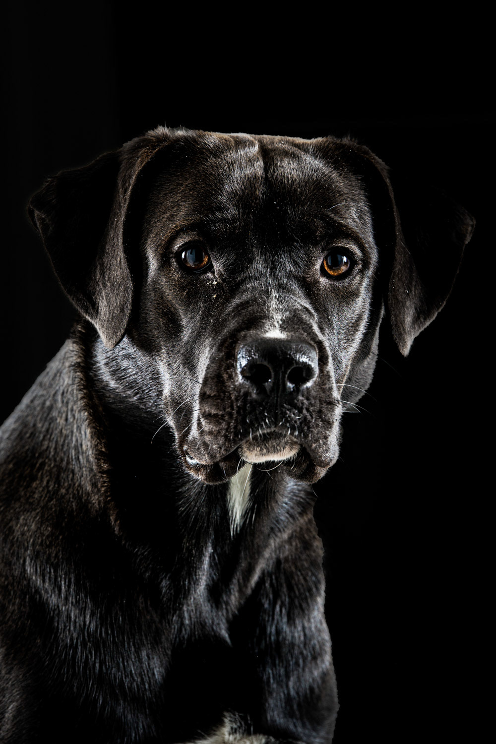 Dog photography by László Zsigmond /PHOTOZSIGMOND.art