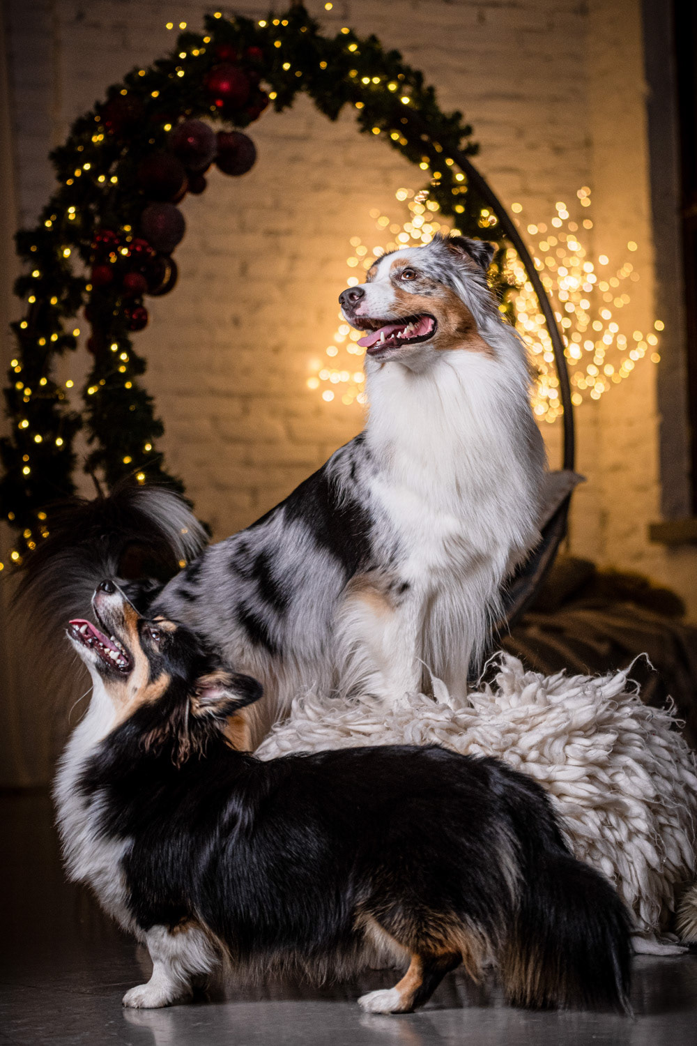 Dog photography by László Zsigmond /PHOTOZSIGMOND.art