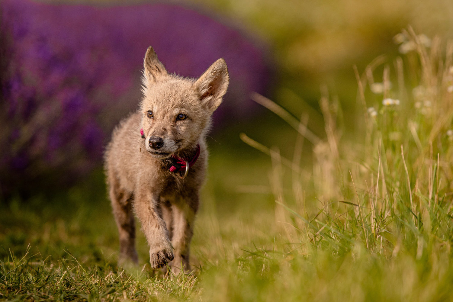 Dog photography by László Zsigmond /PHOTOZSIGMOND.art