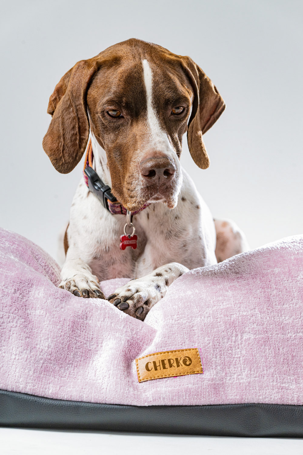 Dog photography by László Zsigmond /PHOTOZSIGMOND.art