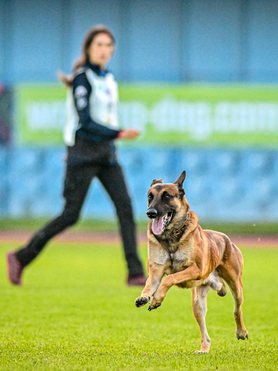IGP DOG SPORT WORLD CHAMPIONSHIP / László Zsigmond / PHOTOZSIGMOND.ART