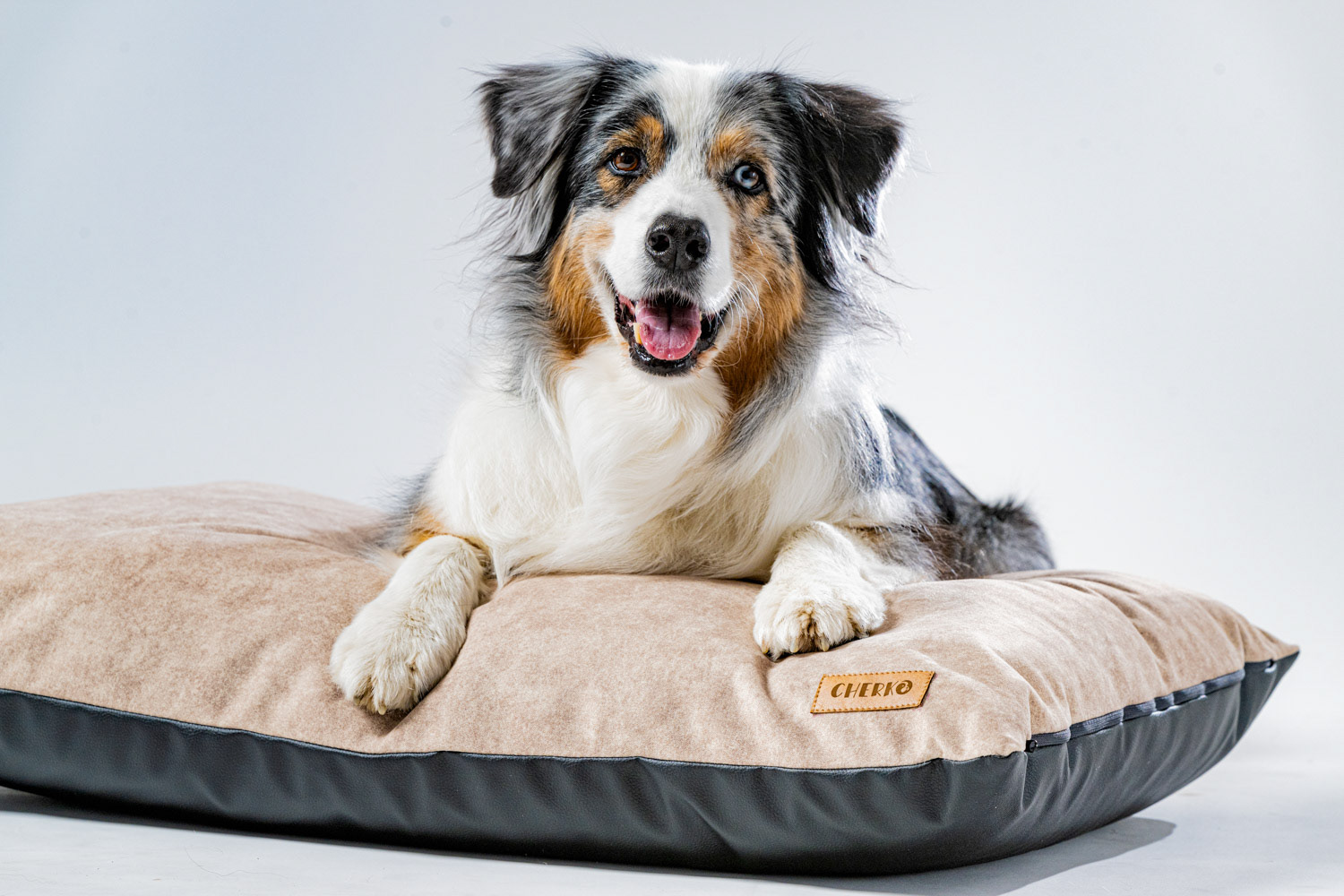 Dog photography by László Zsigmond /PHOTOZSIGMOND.art