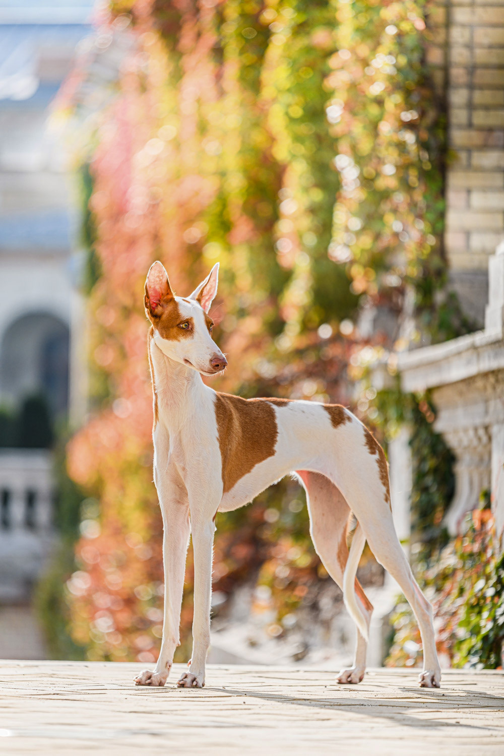 Dog photography by László Zsigmond /PHOTOZSIGMOND.art