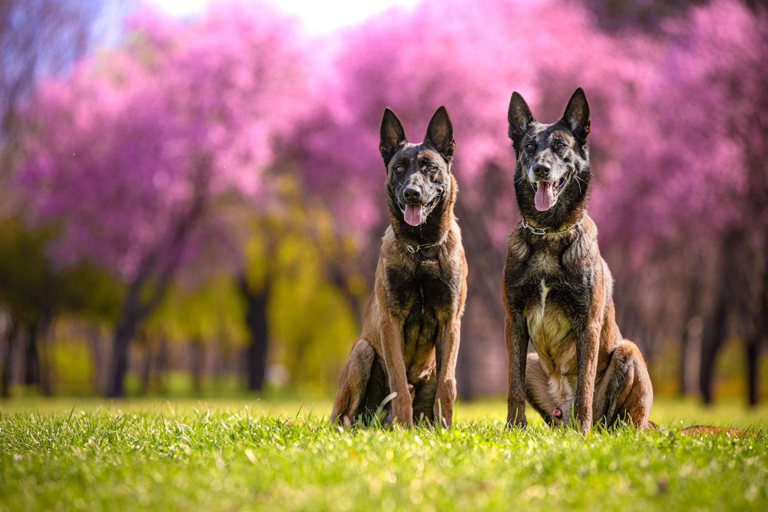 Dog photography by László Zsigmond /PHOTOZSIGMOND.art