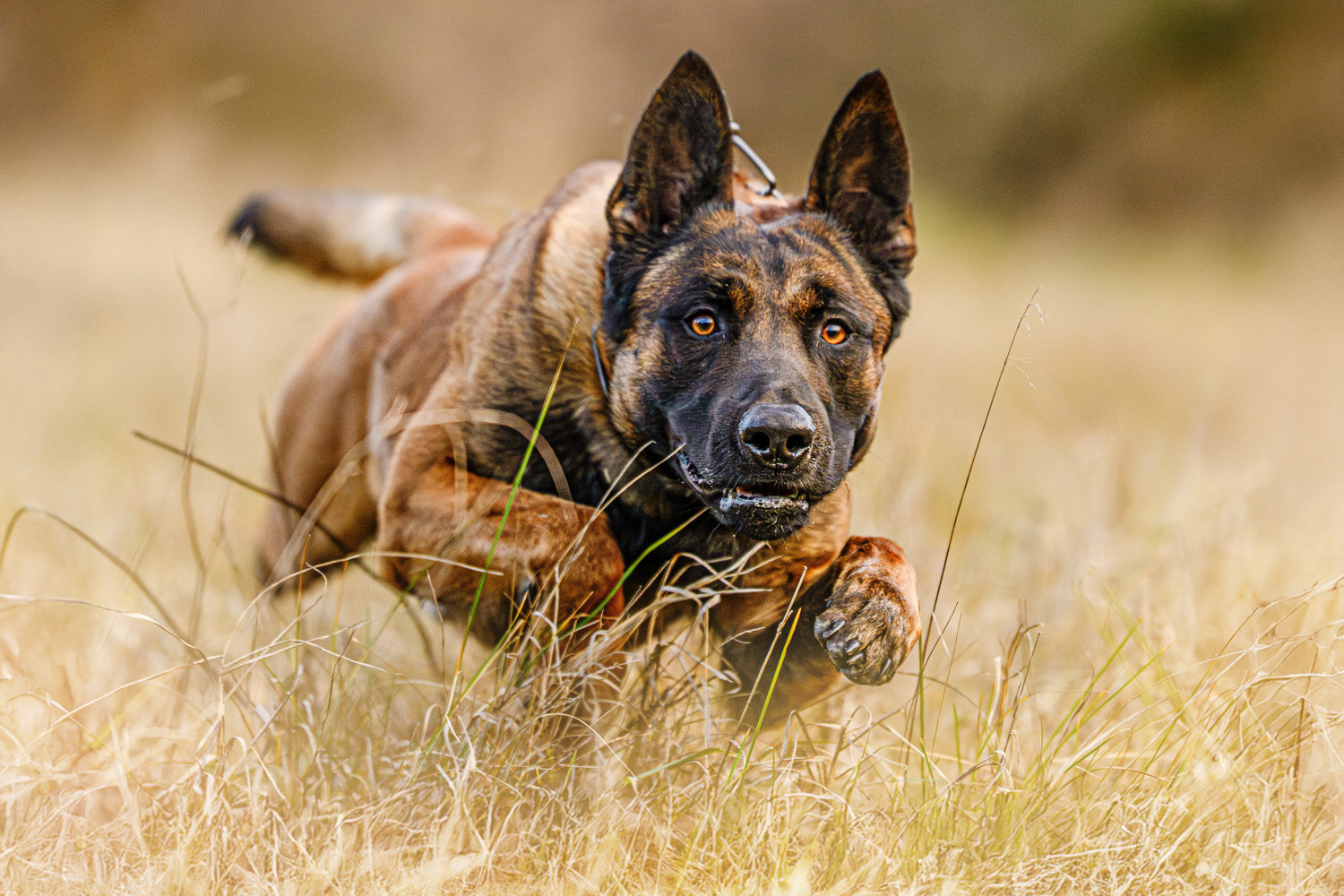 Dog photography by László Zsigmond /PHOTOZSIGMOND.art