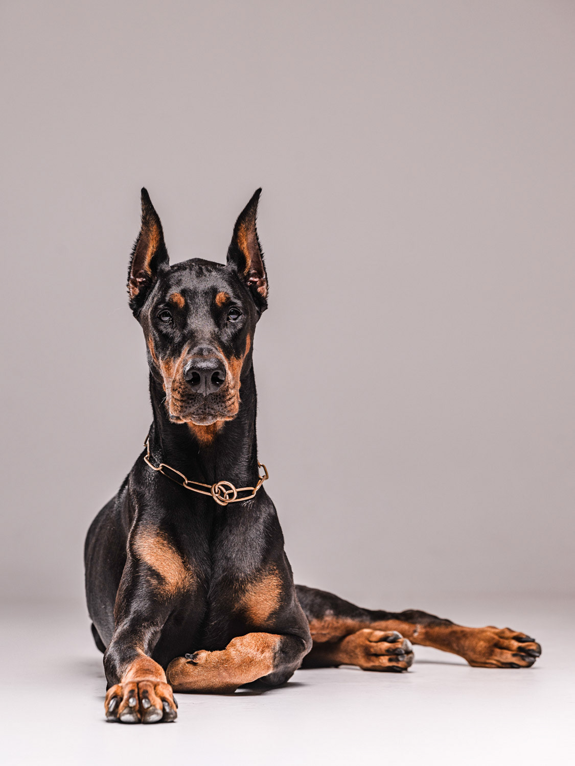 Dog photography by László Zsigmond /PHOTOZSIGMOND.art