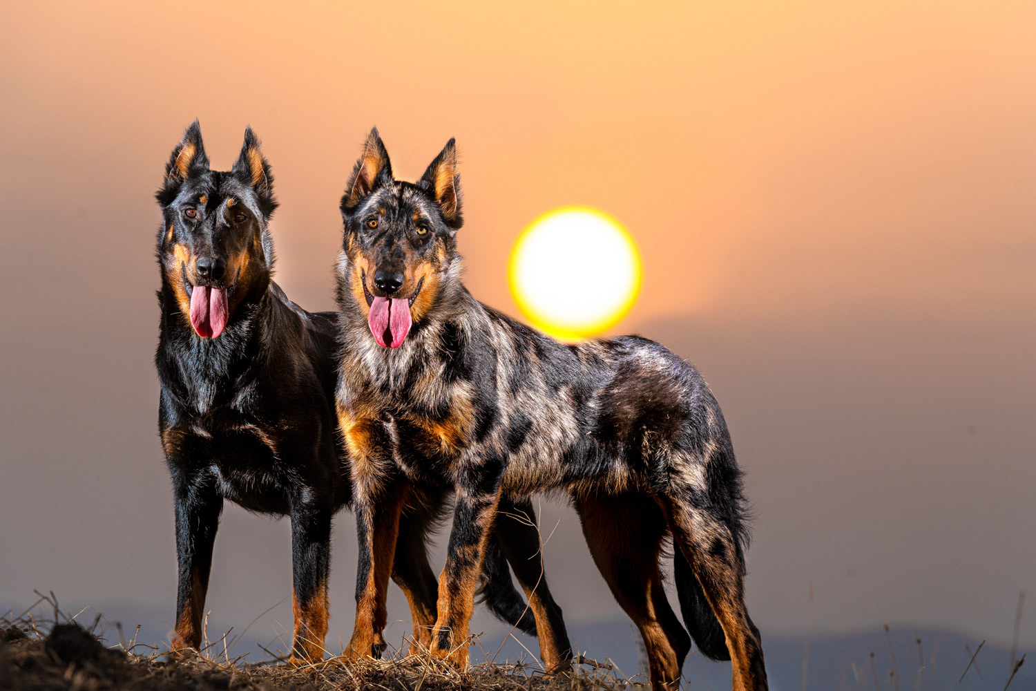 Dog photography by László Zsigmond /PHOTOZSIGMOND.art