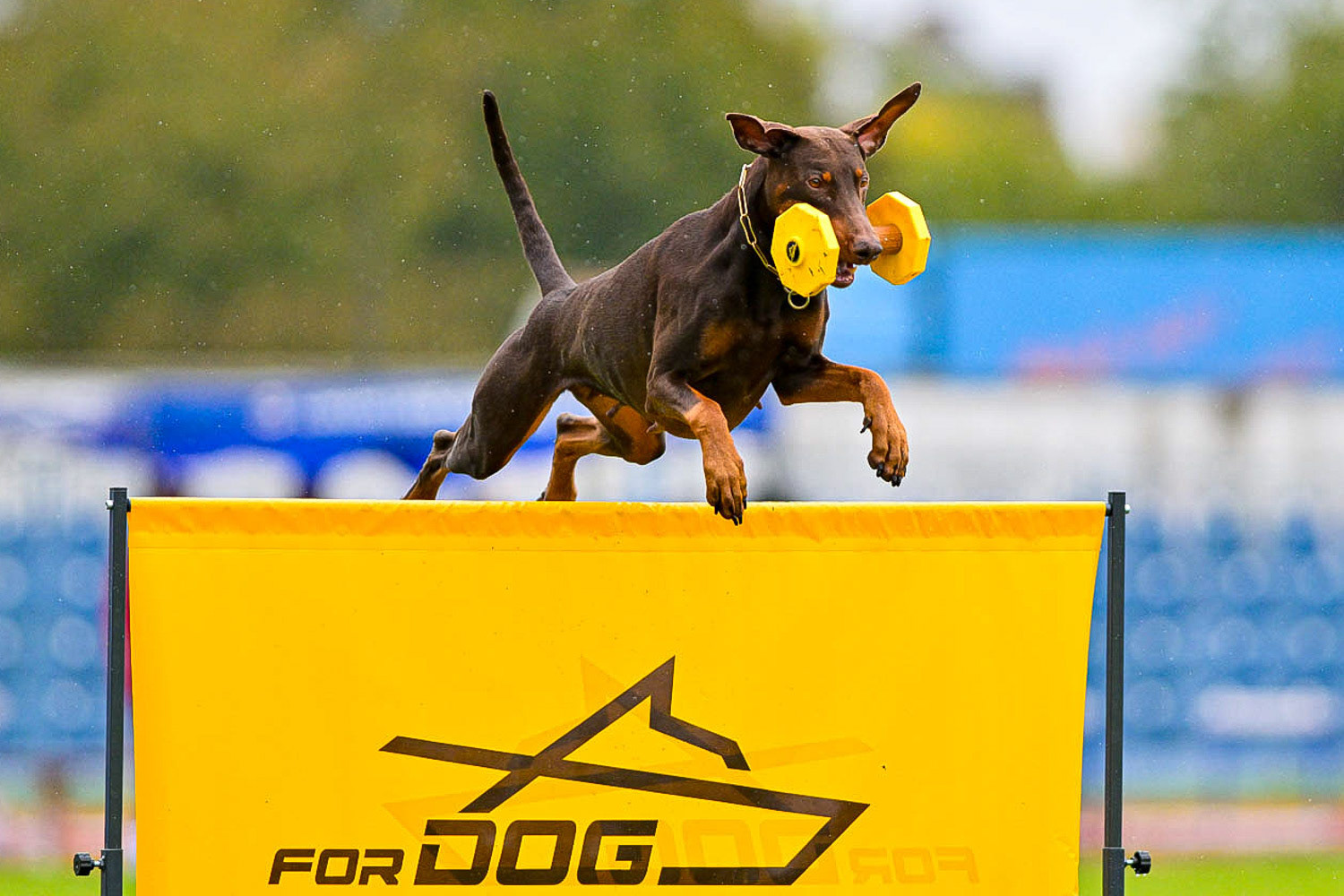 IGP DOG SPORT WORLD CHAMPIONSHIP / László Zsigmond / PHOTOZSIGMOND.ART