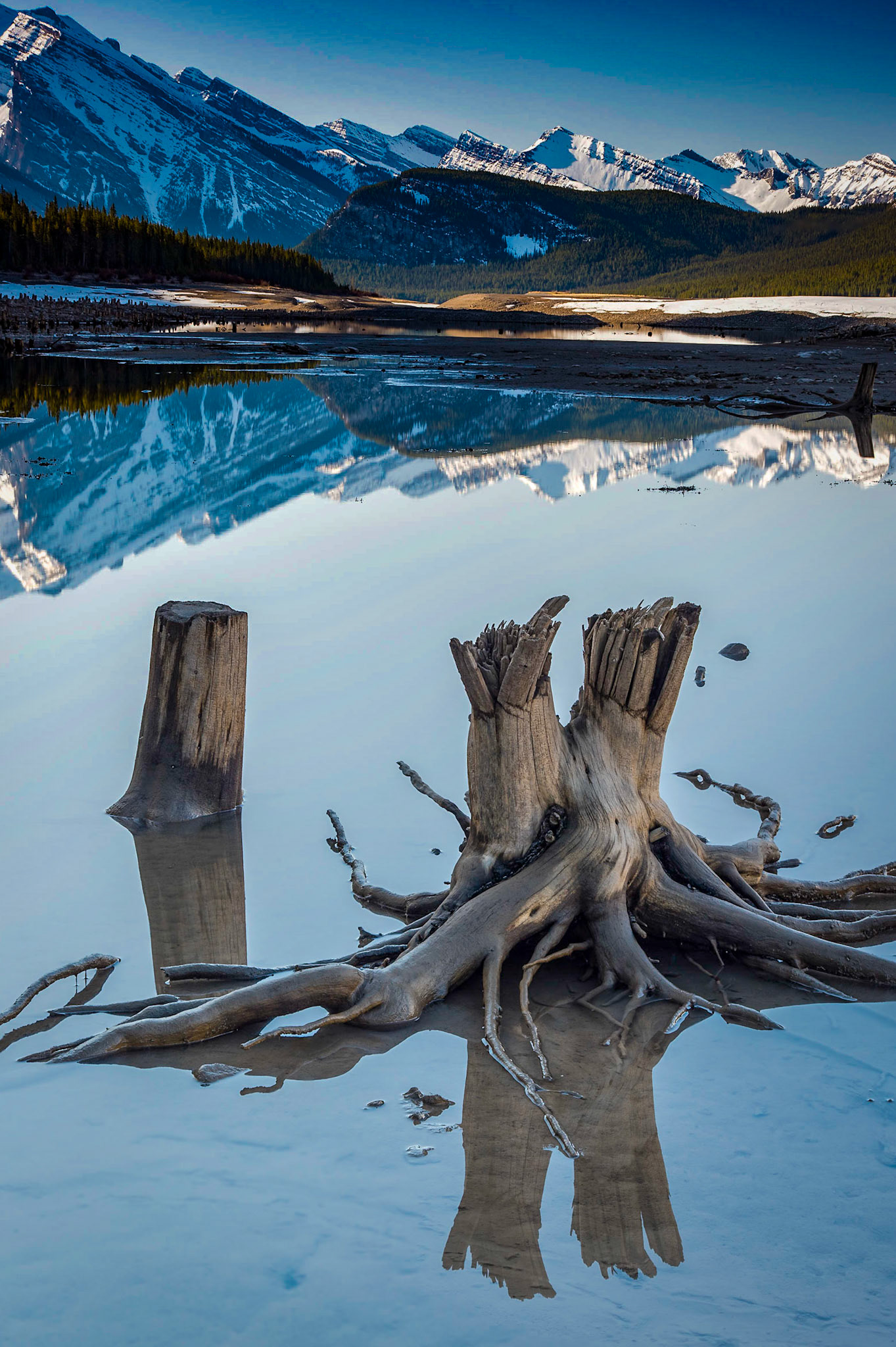Tree stumps and reflections