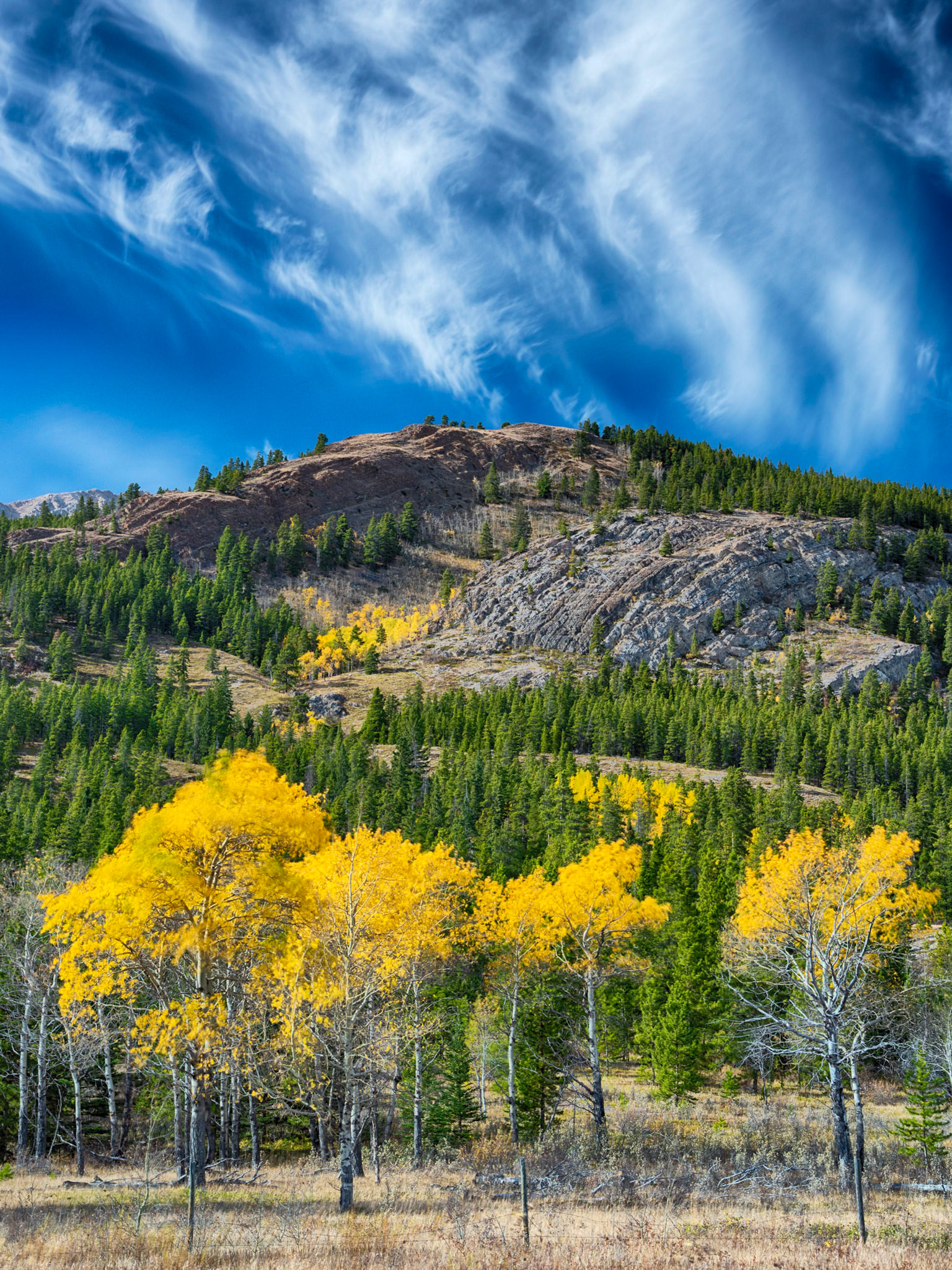 Larchs in Alberta 2