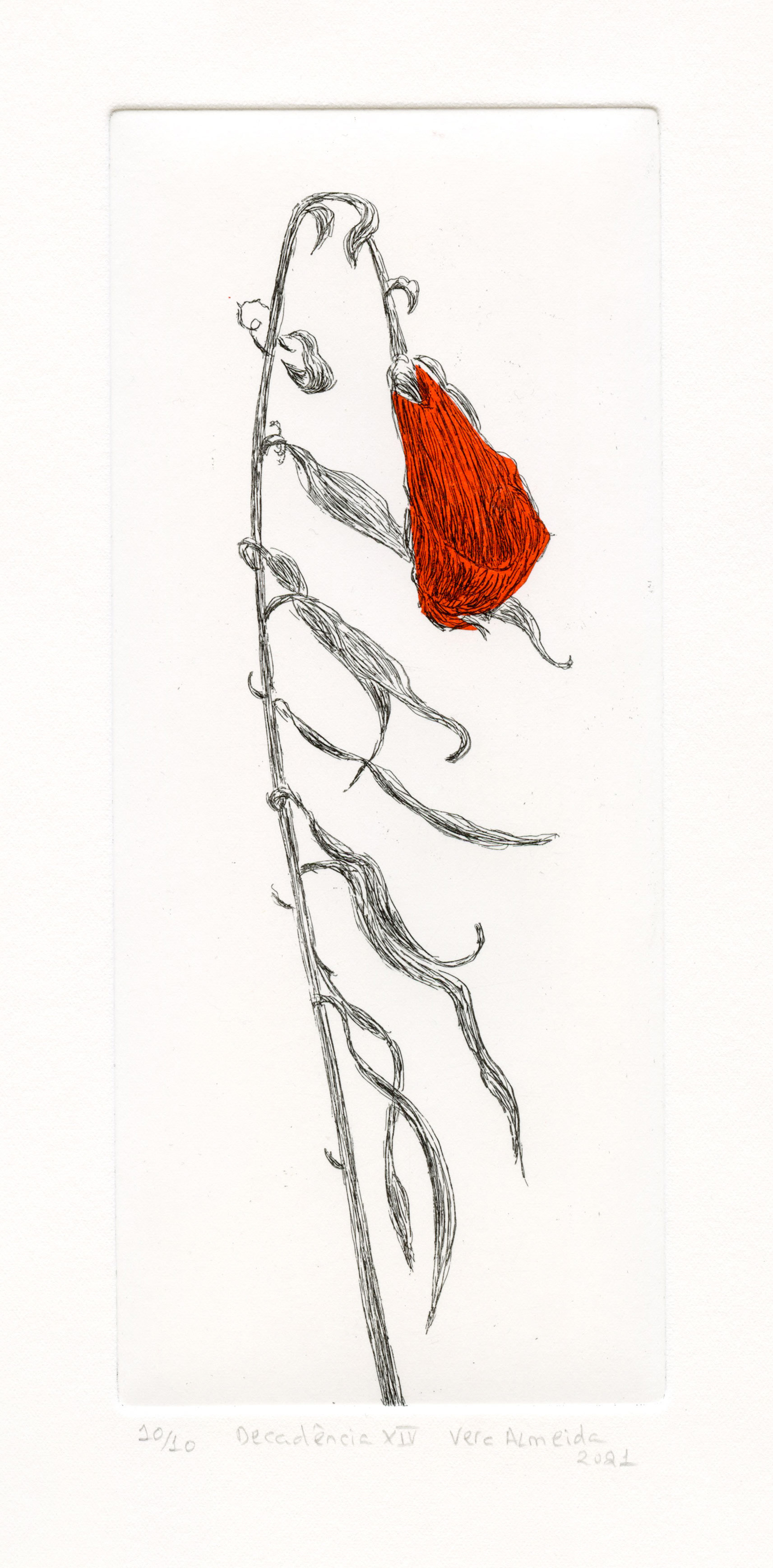 Red wildflower in decay etching and chine-collé by Vera Almeida