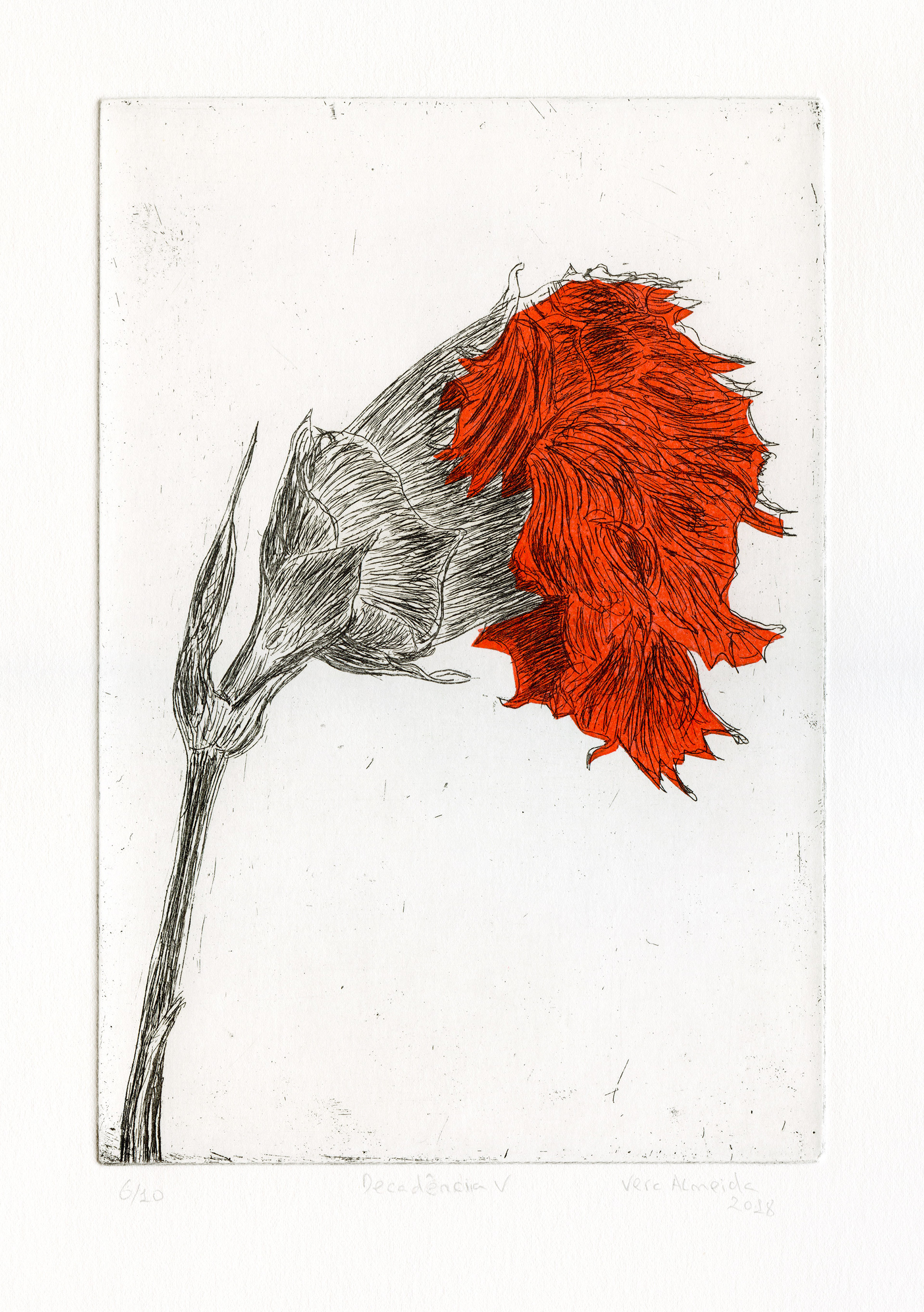 Red carnation in decay etching and chine-collé by Vera Almeida