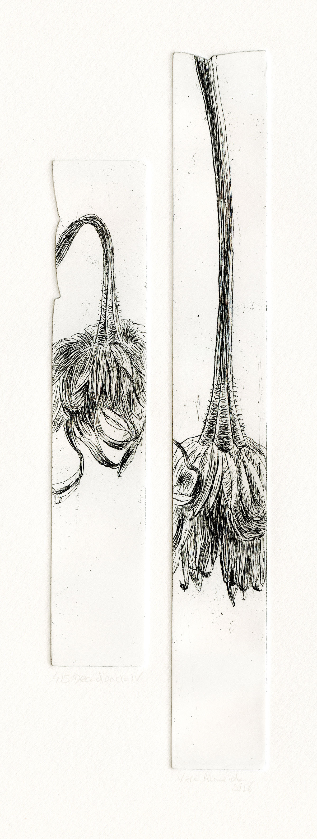 Flower in decay etching, black and white, by Vera Almeida