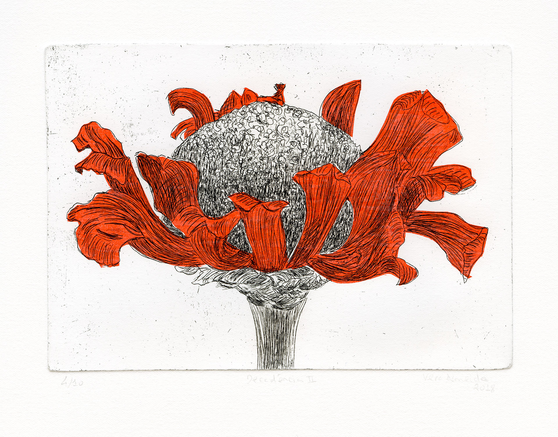 Flower in decay etching and chine-collé, in red, by Vera Almeida