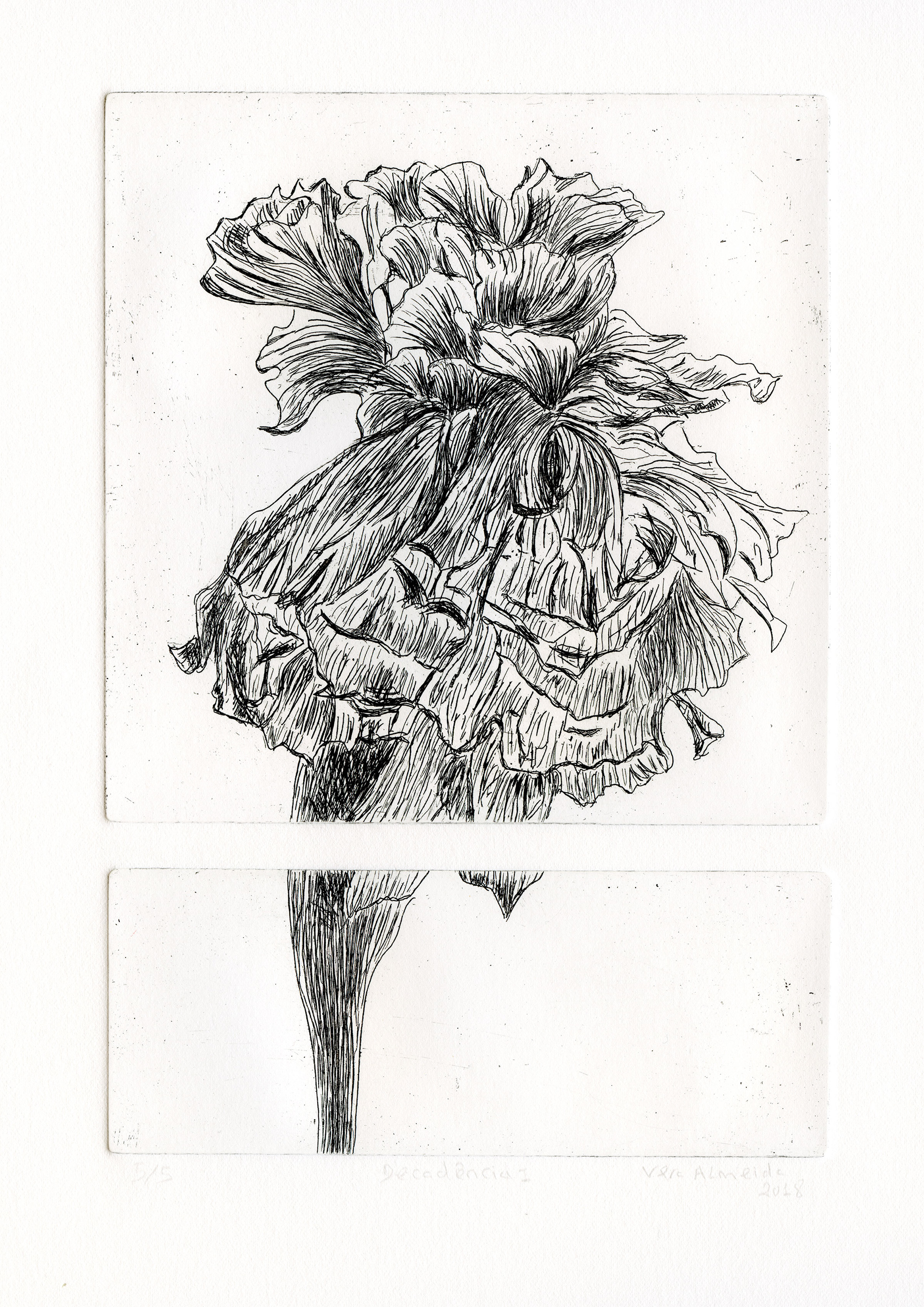 Flower in decay etching, black and white, by Vera Almeida