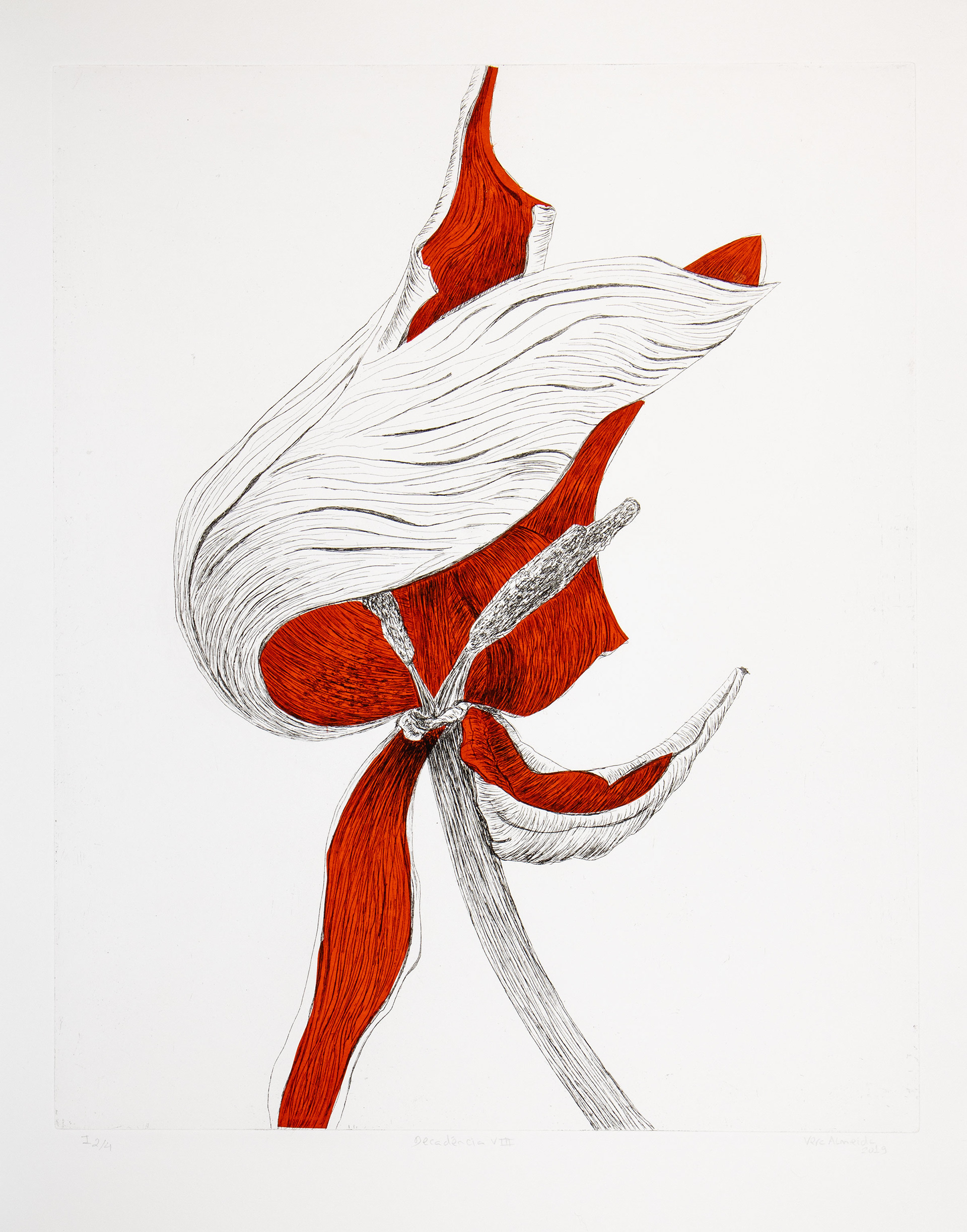 Red tulip in decay etching and chine-collé by Vera Almeida