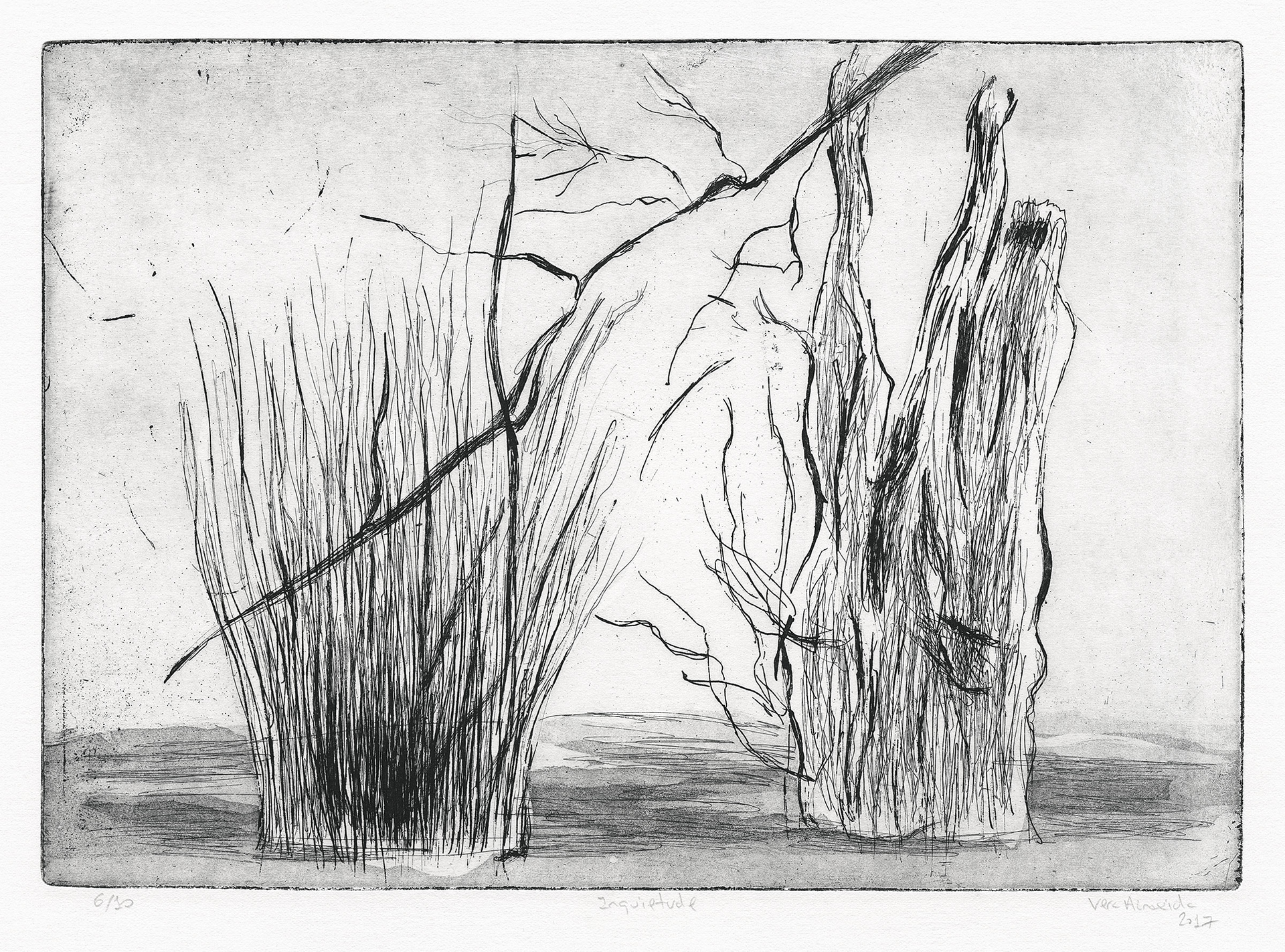 Shrubs in black and white by Vera Almeida