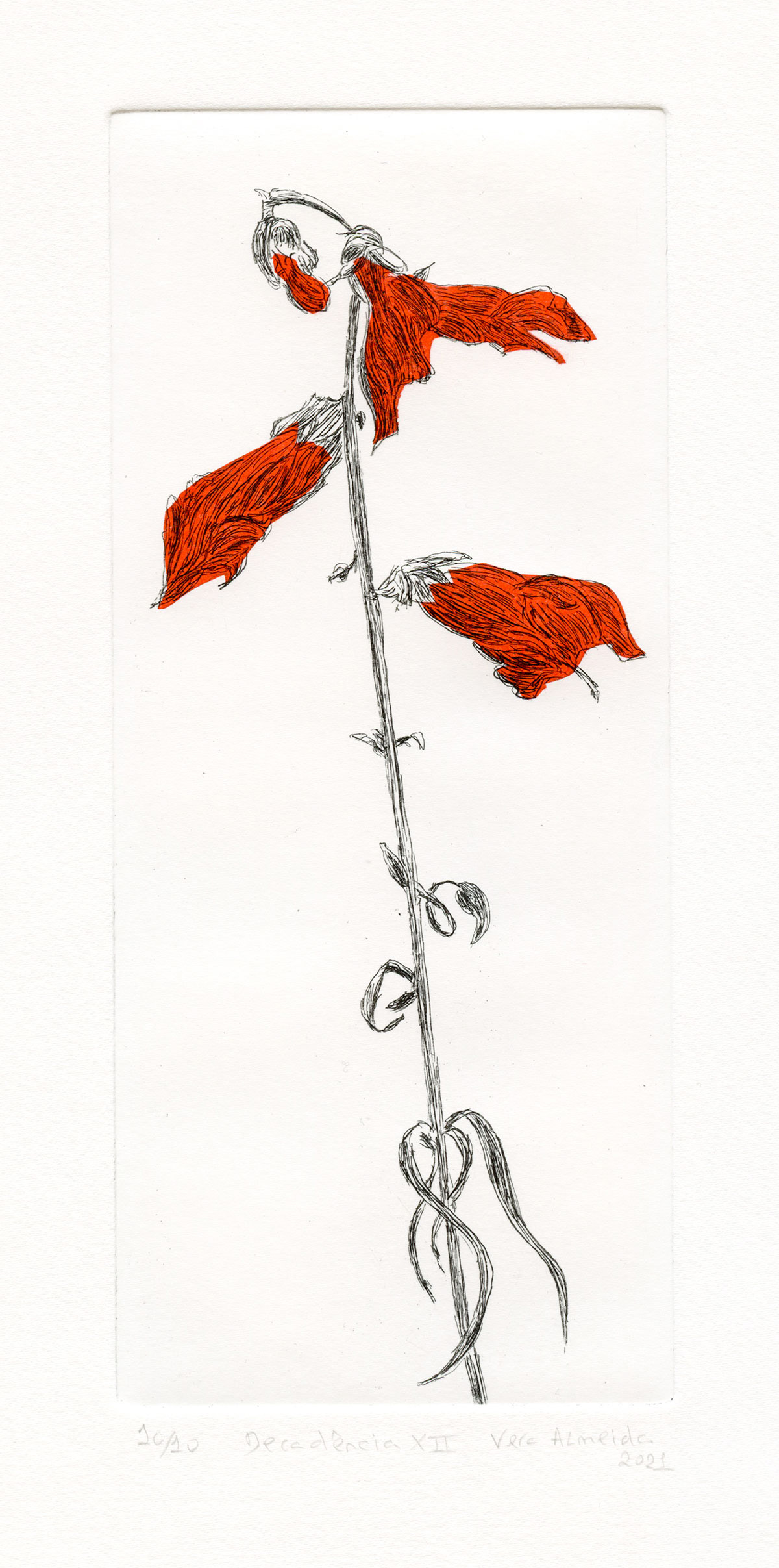 Red tulip in decay etching and chine-collé by Vera Almeida